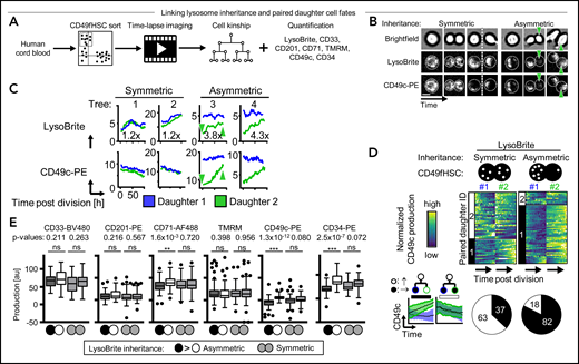Asymmetric LysoBrite inheritance predicts CD49c, CD34, and CD71 production. (A) Experimental design. (B) Dividing CD49fHSC with simultaneous quantification of LysoBrite and CD49c dynamics. Representative video frames of HSCs with a-/symmetric LysoBrite inheritance (trees 1 and 3 in panel C, respectively). Cells with symmetric LysoBrite inheritance produce comparable levels of CD49c in both daughters. With asymmetric inheritance, LysoLow daughters receive less CD49c and produce more CD49c throughout their cell cycle (green arrowhead, also in panel C). n = 5 independent experiments. Scale bar: 10 µm. (C) Representative quantification of LysoBrite inheritance and CD49c expression dynamics in paired daughter cells. LysoLow daughters produce more CD49c. Fold sister differences early after division are indicated, respectively. (D) Heatmap and clustering (top) and cluster frequency (bottom) of paired daughter cell CD49c dynamics after the a-/symmetric inheritance of LysoBrite. Each row represents a CD49fHSC daughter pair (#1 and #2). Cluster 1: asymmetric (mean paired daughter difference 1472 ± 159); Cluster 2: symmetric (91 ± 112). LysoLow (daughter #2) produces more CD49c. Lower left, mean CD49c fluorescence intensities of a-/symmetric paired daughter cell clusters, mean ± SD. n = 5 independent experiments. (E) CD33, CD201, CD71, TMRM, CD49c, or CD34 production after a-/symmetric LysoBrite inheritance in paired daughter cells. Asymmetric LysoLow daughters (white) produce more CD49c, CD34, and CD71 than their sisters (black). Comparable CD33, CD201, and TMRM production in daughter cells after asymmetric LysoBrite inheritance. Two-tailed Mann-Whitney test. n = 4 independent experiments for CD71, TMRM, and CD34, n = 5 for CD33, CD201, and CD49c.