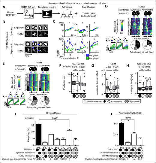 Asymmetric TMRM inheritance predicts mitochondrial activation. (A) Experimental design. (B) Dividing CD49fHSC with quantification of TMRM inheritance and dynamics. Representative frames of CD49fHSCs with a-/symmetric TMRM inheritance (trees 4 and 2 in panel C, respectively). Cells with symmetric inheritance of TMRM produce comparable levels TMRM in both daughter cells. With asymmetric inheritance, daughters receiving more TMRM upregulate mitochondrial activity (blue arrowhead). n = 4 independent experiments. Scale bar: 10 µm. (C) Representative quantification of TMRM inheritance and dynamics in paired daughter cells. Daughters receiving more TMRM have more future mitochondrial activity. Fold sister differences early after division are indicated, respectively. (D,E) Heatmap and clustering (top) and cluster frequency (bottom) of paired daughter cell TMRM dynamics (D) or CD71 production (E) after a-/symmetric inheritance of TMRM. Each row represents a CD49fHSC daughter pair (#1 and #2). Daughter #1 receives more TMRM during asymmetric inheritance and later has more active mitochondria (cluster 3 with mean paired daughter difference: −645 ± 112; clusters 1/2 with 847 ± 39/80 ± 208). TMRM inheritance does not predict symmetric (cluster 1; mean paired daughter difference: 57 ± 66) or asymmetric (clusters 2 and 3; −572 ± 33 and 382 ± 74) CD71 production. Lower left, mean TMRM and CD71 fluorescence intensities of a-/symmetric paired daughter cell clusters, respectively, mean ± SD. n = 4 independent experiments, 110 and 37 analyzed symmetric (<1.1-fold) and asymmetric (>1.5-fold) divisions, respectively. (F-H) Quantification of CD71 production (F) mitochondrial activity (G) and CD49fHSC daughter cell lifetimes (H) after a-/symmetric TMRM inheritance. TMRM inheritance predicts mitochondrial activity in CD49fHSCs daughter cells, but not CD71 production and daughter cell lifetimes. Box-plot elements: center line, median; box limits, upper and lower quartiles; Tukey’s 1.5× interquartile range; points, outlier. n = 4 independent experiments, 110 and 37 analyzed symmetric (<1.1-fold) and asymmetric (>1.5-fold) divisions, respectively. (I) Overall frequency of a-/symmetric LysoBrite/TMRM co-/anti-inheritance and future paired daughter cell mitochondrial activity (TMRM area under the curve). Antisegregation of TMRM and lysosomes correlates with asymmetric mitochondria activity of CD49fHSC daughters. (J) Frequency of a-/symmetric lysosome and TMRM division modes of paired daughter cells with only asymmetric mitochondrial activity. Asymmetric antisegregation of TMRM and lysosomes correlates with asymmetric mitochondrial activity in paired daughter cells. n = 8 independent experiments with 647 CD49fHSC divisions total.