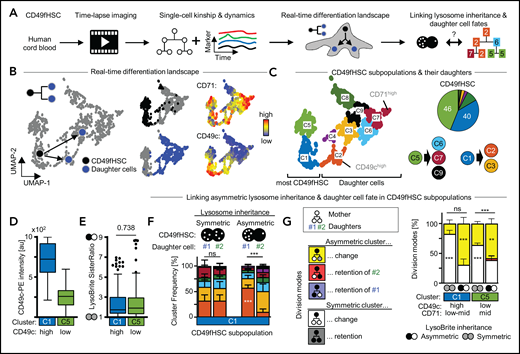 More purified CD49fHSC subpopulations also use asymmetric cell division to regulate daughter fates. (A) Experimental design. (B) CD49fHSC real-time differentiation landscapes by Uniform Manifold Approximation and Projection (UMAP). Localization of CD49fHSCs and daughters in landscape including CD71 and CD49c levels before divisions. n = 5 independent experiments; 1093 cells analyzed. (C) Identification of high-dimensional cell states (= clusters) in real-time differentiation landscape. Frequency of CD49f subpopulations and their potential to give rise of daughter cells in different parts of the depicted landscape. (D) CD49c expression of cluster C1 and C5 CD49fHSCs. (E) Both CD49c(high) and (low) CD49fHSCs show a- and symmetric lysosome inheritance. (F) Average frequency of cell fates (= clusters) in daughter cells after a-/symmetric LysoBrite inheritance in CD49c(high) cluster1 HSCs. Sister cell fates (= clusters, colors as in panel C) are comparable after symmetric inheritance, but differ after asymmetric inheritance. Asymmetric LysoHigh sisters more frequently acquire fates (clusters) with higher levels of CD49c than their LysoLow sisters. Two-way analysis of variance (ANOVA), Sidak multiple comparison corrected. n = 5 independent experiments; 1093 cells analyzed. (G) Quantification of overall a-/symmetric paired daughter cell fates (= clusters) after a-/symmetric LysoBrite inheritance. Five theoretically possible combinations of mother and daughter clusters (“division modes”) are shown on the left. Lysosome inheritance predicts division modes in CD49chigh and CD49clow CD49fHSC subpopulations (clusters C1 and C5, respectively). In these subpopulations, after a-/symmetric LysoBrite inheritance, daughter cells a-/symmetrically change mother clusters (yellow/white). Two-way ANOVA, Sidak multiple comparison corrected. n = 5 independent experiments mean ± SEM.