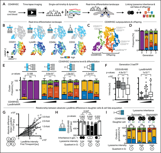 Lysosome abundance and inheritance predict CD33 upregulation. (A) Experimental design. (B) CD49fHSC real-time differentiation landscapes by Uniform Manifold Approximation and Projection (UMAP). Localization of CD49fHSCs and offspring until generation 3 in landscapes, and CD201, LysoBrite, CD49c, and CD33 levels before divisions. n = 4 independent experiments, 1994 cells analyzed. (C,D) Identification of high-dimensional cell states (= clusters) in real-time differentiation landscape. Frequency of cell states in different cell generations. (E) Average frequency of cell fates (= clusters, colors as in panel C) in offspring generations of LysoLow, LysoMid, and LysoHigh CD49fHSCs. LysoLow CD49fHSC offspring more frequently acquire clusters with higher levels of CD33 than LysoHigh offspring. Two-way ANOVA, Sidak multiple comparison corrected. n = 3 independent experiments mean ± SEM; 1994 cells analyzed. (F) Quantification of CD33 levels (left) and LysoBriteNIR (right) before division in generation 3 offspring of LysoLow, LysoMid, and LysoHigh CD49fHSCs. CD33 levels higher in LysoLow offspring. Box-plot elements: center line, median; box limits, upper and lower quartiles; Tukey’s 1.5× interquartile range; points, outlier. Two-tailed Mann-Whitney test. (G) LysoBrite levels inherited by CD49fHSC daughter cells after division and absolute difference in LysoBrite levels between sister cells. LysoLow and LysoHigh daughters can distribute lysosomes symmetrically (quadrants 1 and 2), whereas LysoHigh cells show strongest asymmetric inheritance of absolute LysoBrite levels (quadrant 4). A total of 139, 55, and 33 CD49fHSC divisions in quadrants 1, 2, and 4, respectively. (H) CD33 levels before division in generation 3 offspring after a-/symmetric LysoBrite inheritance in LysoLow and LysoHigh CD49fHSCs as depicted in panel G. Symmetric LysoBrite inheritance of LysoLow and LysoHigh CD49fHSCs gives rise to symmetrically high and low CD33 expression in generation 3 offspring, respectively. CD33 levels in offspring of LysoLow daughters is higher than LysoHigh daughters after asymmetric LysoBrite inheritance. n = 3 independent experiments. Mean ± SEM. Two-tailed paired t test. (I) Average frequency of cell fates (= clusters, colors as in panel C) in offspring (generation 3) after a-/symmetric LysoBrite inheritance in LysoLow and LysoHigh CD49fHSC as depicted in panel G. Sister offspring clusters are comparable after symmetric inheritance, but differ after asymmetric inheritance. Asymmetric LysoLow sisters more frequently acquire fates (clusters) with higher levels of CD33 than their LysoHigh sisters. χ2 test, Sidak multiple comparison corrected. n = 3 independent experiments, mean ± SEM; 1994 cells analyzed.