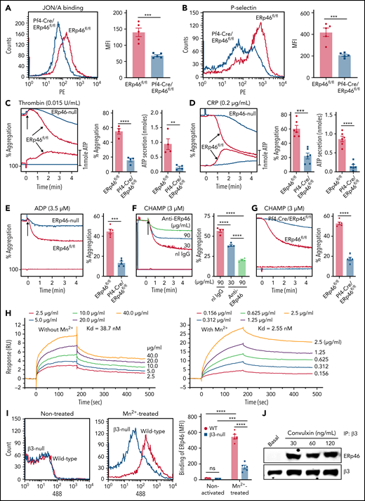 ERp46 is critical for aggregation of mouse platelets and interacts with αIIbβ3 (A) ERp46-deficient platelets have defective thrombin (0.02 U/mL-induced activation of αIIbβ3 detected by the JON/A activation-dependent antibody). (B) P-selectin expression is decreased in thrombin-stimulated ERp46-null platelets. (A-B) left panels, representative histogram; right panels, combined results; mean ± SEM, n = 5 for each group, ***P < .001, Student t test. (C-E) Representative aggregation and ATP release tracings (left panels) and combined results (right) showing the defects in ERp46-deficient platelets using (C) thrombin, (D) CRP, or aggregation for (E) ADP; mean ± SEM, n = 4 (thrombin), n = 6 (CRP), n = 5 (ADP), **P < .01, ***P < .001, ****P < .0001, Student t test. Aggregation and ATP secretion were monitored in the lumi-aggregometer. (F) Anti-ERp46 inhibits CHAMP-induced aggregation of human platelets; mean ± SEM, n = 4, ****P < .0001, ANOVA. Normal rabbit IgG (90 μg/mL) was used as a control. (G) CHAMP-induced aggregation of ERp46-null mouse platelets is decreased; mean ± SEM, n = 5, ****P < .0001, Student t test. CHAMP was added to final concentration of 3 μM and aggregation was performed in the presence of indomethacin (100 µM) and Apyrase (4 U/mL). (H) ERp46 interaction with αIIbβ3 by surface plasmon resonance. Recombinant full-length human αIIbβ3 (25 μg/mL) was immobilized on the surface of a CM5 chip. Different concentrations of WT ERp46 without or with MnCl2 (1 mM) were infused over the chip in the running buffer. The equilibrium dissociation constant was calculated based on the Kon and Koff values with Biacore T200 evaluation software. (I) ERp46 interacts with β3 integrins on mouse platelets. Binding of Alexa Fluor 488-conjugated ERp46 to Mn2+-treated WT and β3-null mouse platelets. Representative histogram (left panels); cumulative data (right panels); mean ± SEM, n = 5 for each group, ***P < .001, ****P < .0001, ANOVA. Washed mouse platelets (3 ×108/mL) were preincubated with Alexa Fluor 488 ERp46 (30 μg/mL) for 10 minutes at room temperature and then treated with Mn2+ (12 mM) for 5 minutes at room temperature. Surface binding of Alexa Fluor 488 ERp46 was detected by flow cytometry. (J) Stimulation-dependent association of ERp46 with integrin β3. Platelets (1 × 109/mL) were stimulated in the presence of EGTA, apyrase, and indomethacin at varying concentrations of convulxin (30, 60, or 120 ng/mL) for 90 seconds. Following sample lysis, proteins were precipitated with mouse anti-β3 antibody SZ21 and protein G–resin. Immunoblotting with goat anti-ERp46 antibody and polyclonal rabbit anti-β3 antibody (Abcam) showed interacting proteins.