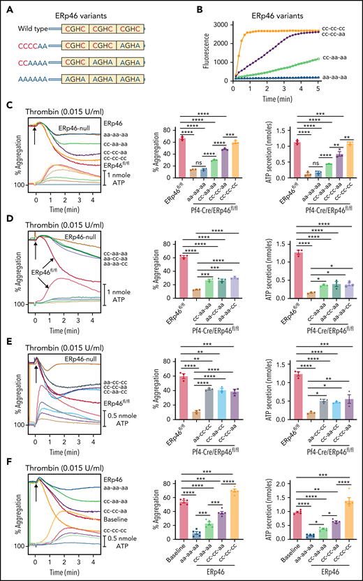 The a°, a, and a′ active sites of ERp46 each contribute to aggregation and ATP release of mouse and human platelets. (A) Schematic diagram of the ERp46 variants. (B) Characterization of variant ERp46 proteins in the Di-E-GSSG assay. ERp46(cc-cc-cc), WT ERp46; ERp46(cc-cc-aa) had the a′ CGHC motif inactivated; ERp46(cc-aa aa) had the a and a′ active sites inactivated; ERp46(aa-aa-aa) had all 3 sites inactivated. (C-E) Correction of the aggregation and secretion defects of ERp46-null platelets (2 × 108 platelets/mL) by ERp46 variants (100 nM). (F) Effect of preincubating human platelets (2 × 108 platelets/mL) with ERp46 variants (1 μM). Submaximal aggregation (baseline) was stimulated with thrombin (0.015 U/mL). The ERp46 variants were added 5 minutes prior to the addition of thrombin. Representative aggregation and ATP release tracings (left panels) and combined results (right); mean ± SEM, n = 3, mouse platelets; n = 5, human platelets, *P < .05, **P < .01, ***P < .001, ****P < .0001, ANOVA. ns, not significant.