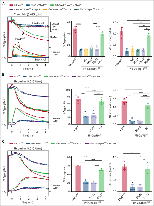 ERp46 but not other PDIs recover aggregation and ATP release of ERp46-null platelets. (A) ERp46-null platelets were incubated with 100 nM PDI, ERp57, ERp72, or ERp46. (B) PDI-null platelets were incubated with 100 nM ERp46 or PDI. (C) ERp57-null platelets were incubated with 100 nM ERp46 or ERp57. Platelet aggregation was stimulated with thrombin (0.015 U/mL); representative aggregation and ATP release tracings (left panel) and combined results (right); mean ± SEM, n = 3 (A); n = 5 (B); n = 3 (C); **P < .01, ***P < .001, ****P < .0001, ANOVA.