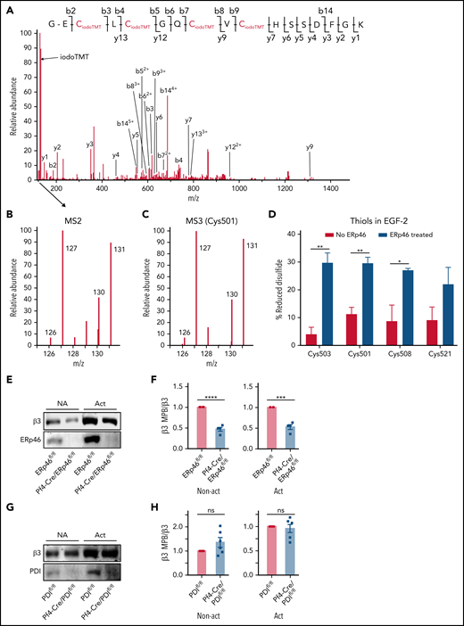 ERp46 generates thiols in the EGF-2 domain of the β3 subunit of the αIIbβ3 integrin. (A) The MS/MS spectrum of a 5+ charged ion (m/z 618.72) corresponding to the peptide GECLCGQCVCHSSDFGK from integrin β3 with all 4 cysteines alkylated by iodoTMT reagent. The y- and b-ion series in (A) enabled the confident identification of the peptide sequence. During the MS/MS stage of acquisition to derive fragment ions and sequence information, a unique reporter ion mass is also generated. These reporter ions are in the low mass region of the MS/MS spectrum. The intensity of iodoTMT tag (126, 127, 130, and 131) in (B) indicate the relative quantitation of redox changes. IodoTMT-126 or iodoTMT-130 represent the initial abundance of thiols in the peptide, whereas iodoTMT-127 and iodoTMT-131 represent the thiols in the peptide labeled after reduction of disulfide bonds in each sample with DTT/TCEP. (C) Representative MS3 spectrum of the first Cys (Cys501) in the peptide showing the increase in iodoTMT-130 induced by ERp46 relative to iodoTMT-126 in the sample without ERp46. IodoTMT-127 and iodoTMT-131 represent the thiols labeled after reduction of disulfide bonds in the samples. (D) ERp46 generates thiols in Cys503, Cys501, Cys508, and Cys521 of the EGF-2 domain as measured by MS3; mean ± SEM, n = 3; *P < .05, **P < .01, t test. These cysteines form the Cys473-Cys503, Cys486-Cys501, and Cys508-Cys521 disulfide bonds. (E-G) Thiols are decreased in the β3 subunit of nonactivated (NA) and activated (Act) ERp46-null platelets but are unchanged in PDI-null platelets. Platelets from Pf4-Cre/ERp46fl/fl mice, Pf4-Cre/PDIfl/fl mice, or Cre− littermates were activated with collagen (10 μg/mL) for 10 minutes without stirring followed by MPB labeling. After platelet lysis, the MPB was pulled down with streptavidin-agarose beads. The samples were analyzed by blotting with rabbit anti-β3 and anti-ERp46 or anti-PDI antibodies and the band densities calculated by densitometry using Odyssey V3.0. (E and G) Representative blots (F and H) cumulative data for nonactivated (NA) and activated platelets; mean streptavidin SEM, n = 4 (E-F), n = 6 (G-H), ***P < .001, ****P < .0001, Student t test.