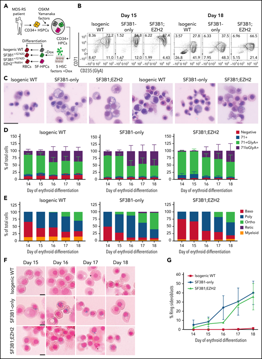 iPSC model of SF3B1-mutant MDS with RS. (A) Schematic of iPSC reprogramming to generate an SF3B1-mutant MDS-RS model. MDS-RS patient CD34+ cells were reprogrammed with episomal factors and 3 iPSC lines were selected: normal isogenic WT, SF3B1G742D/+, and SF3B1G742D/+;EZH2/R685H/+. iPSCs were differentiated into CD34+ HPCs and transduced with 5 transcription factors (ERG, HOXA9, RORA, SOX4, MYB) to establish doxycycline-expandable 5F-HPCs, which serve as progenitor lines for erythroid differentiation studies. (B) Representative flow plots of CD71 and CD235 (Glycophorin A) expression in isogenic WT, SF3B1G742D/+, and SF3B1G742D/+;EZH2R685H/+ cells on days 15 and 18 of erythroid differentiation. (C) Representative May-Grunwald Giemsa staining of erythroid cell morphology on days 15 (left 3 images) and 18 (right 3 images) of differentiation. Scale bar, 25 μm. (D) Erythroid differentiation staging using CD71 and GlyA levels measured by flow cytometry using the gating strategy shown in 1B from days 14 to 18 of erythroid differentiation; mean ± standard error of the mean of n = 3. (E) Quantification of erythroid cell morphology using May-Grunwald Giemsa staining from days 14 to 18. A representative experiment was counted; >30 cells counted for each day of differentiation. (F) Representative images of RS iron staining in SF3B1-WT and SF3B1-mutant cells. Erythroid cells were collected on days 15 through 18 of erythroid differentiation and stained with Perls Prussian blue. Scale bar, 10 μm. (G) Quantification of RS counts in the isogenic WT and SF3B1G742D/+ erythroid cells; >200 cells counted; mean ± standard deviation (SD) of n = 3 independent experiments and SF3B1G742D/+;EZH2/R685H/+ cells; mean ± SD of n = 2; >150 cells counted. Baso, basophilic erythroblast; poly, polychromatic erythroblast; ortho, orthochromatic erythroblast; retic, reticulocyte.