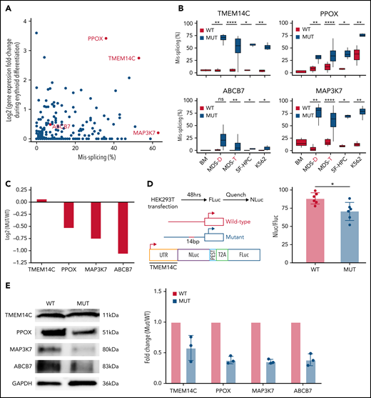 Missplicing downregulates expression of SF3B1 target genes. (A) Identification of erythroid-specific mutant SF3B1 targets based on the level of missplicing vs fold change of transcript expression during normal erythroid differentiation. Selected genes were misspliced in both SF3B1-mutant MDS patient cells and iPSC 5F-HPC derived erythroid cells. (B) Total level of missplicing of TMEM14C, PPOX, ABCB7, and MAP3K7 in normal bone marrow (BM), SF3B1-WT and mutant MDS patients, 5F-HPCs, and K562s. *P < .5, **P < .01, ***P < .001, ****P < .0001, 1-sided Mann-Whitney U test. MDS-D refers to SF3B1K700E/+ patient data from Dolatshad et al4 and MDS-T refers to SF3B1K700E/+ patient data from Taylor et al.25 (C) The change in RNA expression (log fold) by RNA-seq in SF3B1-mutant compared with isogenic WT 5F-HPC-derived erythroid cells. (D) The efficiency of LUC translation in reporter assay with WT or mutant TMEM14C 5′UTR. Left: The schematic of WT and mutant TMEM14C 5′UTR and dual LUC 5′UTR reporter design. Right: The ratio of nano-LUC to firefly LUC fluorescence with WT or mutant TMEM14C 5′UTR. N = 6 independent experiments, *P = .015, Student t test. (E) Western blot analysis of TMEM14C, PPOX, MAP3K7, and ABCB7 protein levels at day 14 of erythroid differentiation of SF3B1-mutant and isogenic WT 5F-HPC derived erythroid cells. The expression was normalized to glyceraldehyde-3-phosphate dehydrogenase and shown as fold-change of SF3B1-mutant vs WT; 3 independent experiments, mean ± SD.
