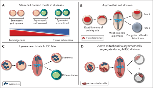 The principles of asymmetric cell division. (A) Different modes of cell division. (B) Steps leading to the asymmetric partitioning of fate-determining factors. (C) Asymmetric inheritance of lysosomes is linked to asymmetric hHSC fate. (D) Daughter cells receiving more lysosomes inherit fewer active mitochondria in hHSCs, the function of which is unknown.