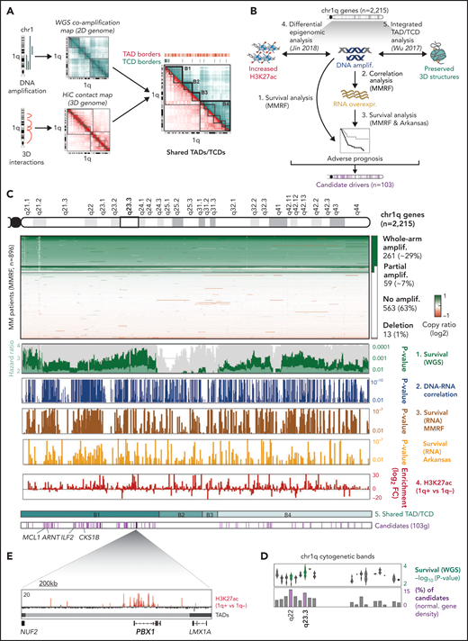 Multilayer systems medicine analysis of chr1q amplification in MM. (A) 2D coamplification (cyan) and 3D Hi-C contact (red) maps of chr1q locus in MM cells used to identify TCDs and TADs, respectively. Map overlay identified 4 major coamplified domains that retain a preserved 3D structure (B1-B4 hyperdomains). (B) Schematic overview of the analysis strategy used to detect candidate gene drivers of high-risk phenotypes in chr1q-amp MM. Scanning across the 2215 genes in chr1q, those fulfilling the following criteria were considered candidate drivers: (1) their genetic amplification (amplif.) is significantly associated with poor prognosis (MMRF data set, N = 896); (2) their genetic amplification is significantly associated with overexpression (MMRF data set, N = 896); (3) overexpression (overexpr.) is associated with poor prognosis in the MMRF (N = 896) and Arkansas data sets (N = 413); (4) significant epigenetic activation (ie, H3K27ac gain) is detected in chr1q-amp vs nonamplified samples (Jin2018,34 n = 10). The B1-B4 hyperdomains were also used as a reference here (5).30 Overall, our analysis identified 103 genes across the chr1q arm as candidate drivers for a high-risk MM prognosis. (C) Analysis overview. From top to bottom: chr1q cytogenetic map; copy number profiles of chr1q genes across MMRF patients detecting whole-arm amplification (amplif.; ∼29%), partial amplification (∼7%), no amplification (∼63%), and deletions (∼1%); survival analysis of genetic amplification of chr1q genes across MMRF patients (WGS, 73 genetic parameters; dark green bars, P values; light green bars, hazard ratio; gray bars, percentage bootstrapping confidence levels); Pearson correlation analysis between copy number ratios (WGS) and expression (RNA-seq; blue bars indicate Pearson correlation P values); survival analysis of chr1q gene expression (RNA-seq) in MMRF (brown) and Arkansas (yellow) data sets (bars indicate analysis P values); differential H3K27ac analysis between chr1q-amp (n = 5) vs nonamplified (n = 5) MM cells (red bars indicate differential log2 fold-change enrichment scores); 4 chr1q domains (B1-B4) with conserved TAD/TCD structures; candidate pathogenic driver genes (n = 103, pink bars) identified by the current analysis (the previously known MCL1, ARNT, ILF2, and CKS1B genes are shown here). (D) Analysis overview of candidate driver genes (103) across chr1q cytogenetic bands. Distribution of WGS multivariate analysis scores (-log10P value; upper panel) and percentage of candidate genes (relative to band gene density; lower panel) per cytogenetic band. The highest candidate gene density was detected in 1q22 and 1q23.3 bands (highlighted here), with 1q23.3 also displaying the highest survival significance scores. (E) The PBX1 gene as a prominent candidate occupying alone a single TAD, displays strong epigenetic activation across PBX1 body and putative enhancers in chr1q-amp myeloma PCs.