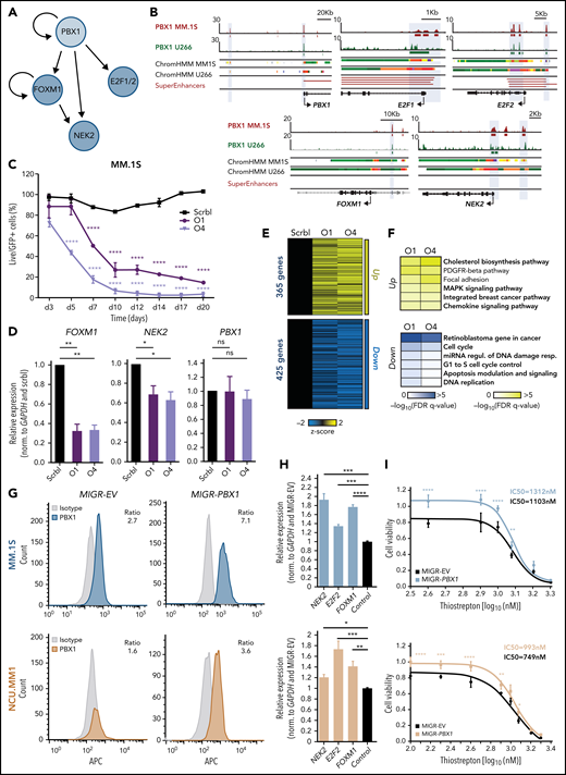 PBX1 directly regulates FOXM1- and E2F1/2-associated transcriptional programs in chr1q-amp MM cells. (A) Regulatory connections between PBX1 and its downstream targets FOXM1, E2F1/2, and NEK2 in chr1q-amp MM cells as derived from Figure 3E-F. (B) IGV snapshots display the epigenomic features of prominent genetic loci: PBX1 promoter and enhancer, E2F1 promoter, E2F2 promoter and enhancer, FOXM1 enhancer, NEK2 promoter and enhancer. From top tobottom: PBX1 ChIP-seq in MM.1S and U266 cells, ChromHMM maps in MM.1S and U266 cells (color code same as in Figure 3A), and SEs as identified in chr1q-amp MMCL and primary samples. (C) Flow cytometry–based analysis of MM.1S cell survival (n = 3) upon transduction with anti-FOXM1 shRNAs (O1, O4) and scrbl lentiviral vectors. Statistical analysis was performed using 2-way analysis of variance (ANOVA) with a post hoc multiple-comparisons test. (D) Analysis of PBX1, FOXM1, and NEK2 expression levels by RT-qPCR after lentiviral transduction with anti-FOXM1 and scrbl shRNA in MM.1S cells (n = 3). Statistical analysis was performed using 1-way ANOVA with a post hoc multiple-comparisons test. (E) Heat map representation of differentially expressed genes after FOXM1 depletion with O1 and O4 shRNAs in comparison with scrbl (RNA-seq, n = 2). (F) Overrepresentation analysis of significantly upregulated (upper panel) and downregulated (lower panel) genes upon FOXM1 knockdown in MM.1S cells. (G) Intracellular staining was followed by flow cytometric analysis of MM.1S (upper panels) and NCU.MM1 (lower panels) cells transduced with control (MIGR-EV) or PBX1-overexpressing (MIGR-PBX1) vectors using anti-PBX1 or isotype control antibodies (mean fluorescence intensity ratio between antibodies is shown). (H) RT-qPCR analysis of NEK2, E2F2, and FOXM1 mRNA expression in PBX1-overexpressing vs control MM.1S (upper panel) and NCUMM1 (lower panel) cells (n = 4). Data were analyzed using 1-way ANOVA with a post hoc multiple-comparisons test. (I) Drug-sensitivity assays in MIGR-EV and MIGR-PBX1 transduced MM.1S (upper panel) and NCU.MM1 (lower panel) cells 48 hours after treatment with the FOXM1 inhibitor thiostrepton (n = 3). Fifty percent inhibitory concentration (IC50) values were calculated for each cell line using a nonlinear fitting model (fitting line represented here). Error bars show standard errors of the mean. *P < .05; **P < .01; ***P < .001; ****P < .0001. FDR, false discovery rate; miRNA, microRNA; ns, not significant; Regul., regulation; Resp., response.