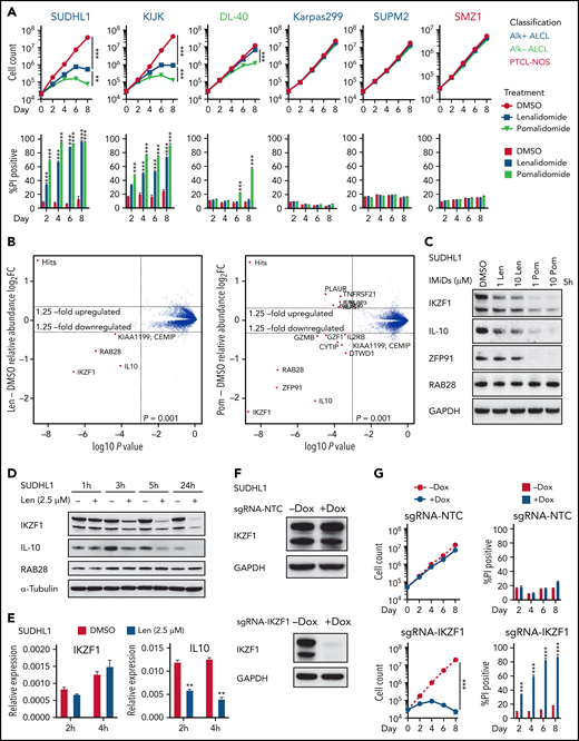 IKZF1 drives the activity of lenalidomide in sensitive TCL cells. (A) Cell count and percent PI+ in TCL lines treated with 1 μM lenalidomide (len), pomalidomide (pom), or DMSO. The experiment was performed in triplicate and replicated twice. Data are presented as mean plus or minus SD. Comparisons are by 2-way ANOVA and Bonferroni correction for multiple comparisons. (B) SU-DHL-1 cells were treated with 2.5 μM len (left), 1 μM pom (right), or DMSO for 5 hours, and protein abundance was quantified using TMT mass spectrometry–based proteomics. Significant changes were assessed by a moderated t test as implemented in the limma package, with the log2 fold change (log2FC) shown on the y-axis, and −log10(P values) on the x-axis (3 independent biological replicates for each IMiD drug and DMSO control). (C) Western blot analysis for IKZF1, IL-10, and ZFP91 proteins in SU-DHL-1 cells treated with IMiDs for 5 hours. (D) Western blot analysis in SU-DHL-1 cells treated with 2.5 μM len for indicated durations. (E) qPCR analysis in SU-DHL-1 cells treated with 2.5 μM len for indicated durations. Gene expression is normalized to RPS18. Data are presented as mean of 3 replicates plus or minus SEM. (F) Western blot analysis of doxycycline (dox)-induced sgRNA23 targeting IKZF1 or nontargeting control (NTC). (G) Cell count and percent PI+ in SU-DHL-1 cells with dox-induced expression of sgRNA targeting IKZF1 or NTC. The experiment was performed in triplicate and replicated twice. Data are presented as mean plus or minus SD. Comparisons are by 2-way ANOVA and Bonferroni correction for multiple comparisons. **P < .01; ***P < .001. IB, immunoblot; qPCR, quantitative polymerase chain reaction; SEM, standard error of the mean; sgRNA, single-guide RNA; TMT, tandem mass tag.