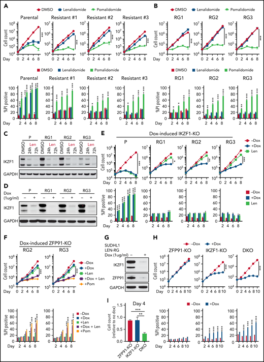 Acquired lenalidomide-resistant TCLs are tolerant to IKZF1 loss but remain sensitive to pomalidomide-induced inactivation of both IKZF1 and ZFP91. (A-B) Cell count and percent PI+ in SU-DHL-1 parental, len-resistant (A), and len-regrown (RG) cells (B) treated with 1 μM IMiDs or DMSO. The experiment was performed in triplicate and replicated twice. Data are presented as mean plus or minus SD. Comparisons are by 2-way ANOVA and Bonferroni correction for multiple comparisons. (C) Western blot for IKZF1 in SU-DHL-1 parental and len-regrown cells upon exposure to 1 μM len for 24 or 72 hours. (D) Western blot for IKZF1 in SU-DHL-1 parental and len-regrown cells with dox-induced IKZF1 knockout. (E) Cell count and percent PI+ in SU-DHL-1 parental and len-regrown cells with dox-induced IKZF1 knockout. The experiment was performed in triplicate and replicated twice. Data are presented as mean plus or minus SD. Comparisons are by 2-way ANOVA and Bonferroni correction for multiple comparisons. (F) Cell count and percent PI+ in SU-DHL-1 len-regrown cells with dox-induced ZFP91 inactivation in combination with 1 μM lenalidomide treatment and compared with 1 μM pomalidomide treatment. The experiment was performed in triplicate and replicated twice. Data are presented as mean plus or minus SD. Comparisons are by 2-way ANOVA and Bonferroni correction for multiple comparisons. (G) Western blot for IKZF1 and ZFP91 in SU-DHL-1 len-regrown cells with dox-induced knockout of both IKZF1 and ZFP91. (H-I) Cell count and percent PI+ in SU-DHL-1 len-regrown cells with dox-induced IKZF1 and ZFP91 single or double knockout (DKO). Shown in (I) is relative cell count at day 4 compared with no dox. The experiment was performed in triplicate and replicated twice. Data are presented as mean plus or minus SD. Comparisons are by 2-tailed Student t test. *P < .05; **P < .01; ***P < .001. Dox, doxycycline.