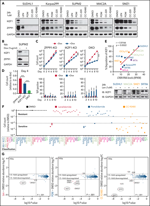 The novel CELMoD CC-92480 has potent and broad activity against TCLs associated with selective degradation of IKZF1 and ZFP91. (A) Western blot in TCL lines upon exposure to 1 μM len, pomalidomide (pom), CC-220, or CC-92480 for 24 hours. (B) Western blot in SUP-M2 cells with dox-induced knockout of IKZF1 and ZFP91. (C-D) Cell count and percent PI+ in SUP-M2 cells with dox-induced knockout of IKZF1, ZFP91, or double knockout (DKO). Shown in (D) is cell number at day 4 relative to no dox. The experiment was performed in triplicate and replicated twice. Data are presented as mean plus or minus SD. Comparisons are by 2-tailed Student t test. (E) Correlation analysis of CRBN transcript expression levels with the extent of IKZF1 degradation by treatment of lenalidomide for 24 hours in TCL lines. Bottom, representative immunoblots show IKZF1 degradation in TCL lines treated with lenalidomide for 24 hours. (F) Relative fold changes in cell count across 20 TCL cell lines treated with indicated agents (1 μM) for 12 days compared to DMSO controls. (G) SUP-M2 cells were treated with 1 μM lenalidomide (left), pom (middle), CC-92480 (right), or DMSO for 5 hours, and protein abundance was quantified using TMT mass spectrometry–based proteomics. Significant changes were assessed by a moderated t test as implemented in the limma package, with the log2 fold change (log2FC) shown on the y-axis and −log10(P values) on the x-axis. *P < .05; **P < .01; ***P < .001. TMT, tandem mass tag.