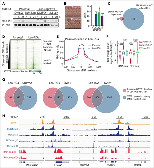 ZFP91 functions as a transcription factor in TCLs and targets keynote genes from histone modification, WNT, NF-kB, and MAP kinase signaling. (A) Western blot of phosphorylated (p-ERK) and total ERK in SU-DHL-1 parental and len-regrown cells treated with 1 μM len for indicated timepoints compared with DMSO. (B) SU-DHL-1 parental and len-regrown cells were single-cell sorted and plated. Wells with proliferating cells were counted 3 weeks after plating. Data are from 3 independent experiments and assessed by 2-tailed Student t test (means plus or minus SD). (C) Venn diagram shows the numbers of genes with significantly altered expression upon ZFP91 knockout (KO) in SU-DHL-1 parental and len-regrown (RG) cells compared with their wild-type counterparts. (D) Heatmaps of ZFP91 ChIP-seq signals centered on ZFP91 peaks in SU-DHL-1 parental and len-regrown cells (N = 1419). Peaks were defined as common (n = 529), enriched in parental (n = 122), or enriched in len-RG (n = 768) cells as indicated at right. (E) Analysis of PRO-seq signal near distal ZFP91 peaks enriched in len-regrown cells. To focus on sites of enhancer RNA (eRNA) synthesis within ZFP91-bound enhancers, metagene plots were centers at sites of maximum PRO-seq signal within 2kb of ZFP91 peaks. Graphed are PRO-seq reads in 25nt bins, smoothed over 3 neighbors. (F) Violin plots show the fold change in RNA-seq or PRO-seq signal in len-regrown vs parental cells within genes nearest to distal ZFP91 peaks. Genes were divided based on whether the ZFP91 peak was common or enriched in parental or len-RG cells. P values are from Kruskal Wallis tests. (G) Analysis of the overlapping of ZFP91 ChIP-seq peaks from SU-DHL-1 len-regrown cells and 3 primary IMiD-resistant TCL lines by Bedtools. (H) IGV tracks show ZFP91 binding at MAP3K12, FZD2, HDAC5, GHDC, and IKBKE with H3K4me3, H3K27ac, PRO-seq, and RNA-seq signals in SUP-M2 cells. IGV, Integrative Genomics Viewer.