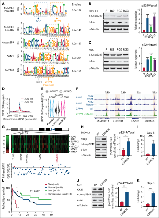 Inactivation of the AP-1 transcription factor c-Jun contributes to ZFP91 rewiring. (A) DNA sequence motifs at ZFP91 ChIP-seq peaks in SU-DHL-1 parental, len-regrown cells, and 3 primary IMiD-resistant TCL lines. Motif analysis was performed using MEME-ChIP. (B) Representative western blot (left) and quantitative analysis (right) of phospho-Ser249 (pS249) and total c-Jun in SU-DHL-1 parental and len-regrown cells. (C) Representative western blot (left) and quantitative analysis (right) of phospho-Ser249 (pS249) and total c-Jun expression in KI-JK parental and len-regrown cells. (D) Metagene plot shows the distribution of ZFP91 ChIP-seq signals around ZFP91 peaks (plus or minus 2 kb) that were enriched in len-RGs (peaks indicated in Figure 5D). Data are from SU-DHL-1 cells with dox-induced JUN-knockout (KO) vs wild-type (WT) control. (E) Violin plots show ChIP-seq reads of ZFP91 signals enriched in the 3 groups of peaks defined in Figure 5D. Data are from SU-DHL-1 cells with dox-induced, JUN-KO vs WT control. (F) IGV tracks showing ZFP91 binding at the MAP3K11, LIN28B, FZD2, and HDAC5 gene loci in SU-DHL-1 JUN-KO cells (green) compared with WT control (blue). c-Jun ChIP-seq data were downloaded from ENCODE.40,41 (G) Heatmap showing CERES depletion scores for genes within the 6p21.33 amplicon based on our previous CRISPR screen across 7 TCL lines (upper) and rank for those genes among all genes upregulated in len-regrown vs parental cells (bottom). The dashed line indicates the top 20 genes upregulated by RNA-seq in len-regrown cells. (H) Representative western blot (left) and quantitative analysis (right) of pS249 and total c-Jun expression in SU-DHL-1 cells with CSNK2B overexpression compared with empty vector control. (I) Cell count in SU-DHL-1 cells with CSNK2B overexpression treated with 1 μM len or DMSO. Shown in right, comparison of the fold change of cell numbers relative to empty vector (EV) control at day 8. (J) Representative Western blot (left) and quantitative analysis (right) of pS249 and total c-Jun expression in KI-JK cells with CSNK2B overexpression compared to empty vector control. (K) Cell count in KI-JK cells with CSNK2B overexpression treated with 1 μM lenalidomide (Len) or DMSO. Results are reported as fold change of cell numbers relative to empty vector (EV) control at day 8. The experiment was performed in triplicate and replicated twice. Data are presented as mean plus or minus SD. Comparisons are by 2-tailed Student t test. (L) Kaplan-Meier survival curve of PTCL patients.32,33 Patients were divided into 4 groups according to copy number of 6p21.33. Cumulative OS time were calculated using the Kaplan-Meier method and analyzed by the log-rank test. **P < .01; ***P < .001. Dox, doxycycline; OS, overall survival.