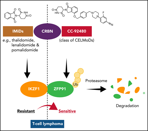 CC-92480, a cereblon (CRBN) E3 ligase-modulating drug (CELMoD), overcomes IMiD resistance in T-cell lymphomas. IMiD-resistant T-cell lymphomas show crucial co-dependence of IKZF1 and ZFP91 transcription factors. Binding of CC-92480 to CRBN leads to selective and potent degradation of IKZF1 and ZFP91, overcoming IMiD resistance in multiple subtypes of T-cell lymphoma. Ub, ubiquitin.