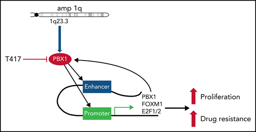 PBX1 is upregulated by amp1q and activates a transcriptional network that results in increased proliferation and drug resistance in multiple myeloma.