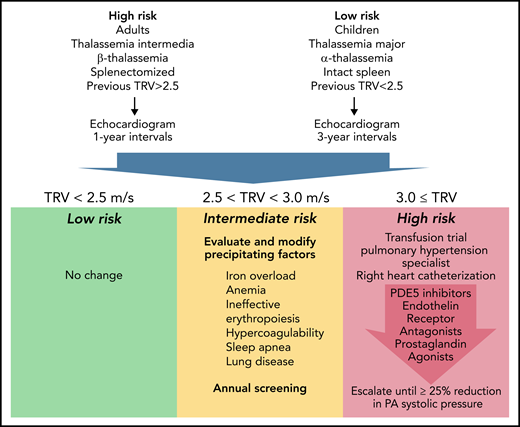 Proposed Algorithm For Screening and Treatment of Pulmonary Hypertension in Thalassemia. Represents candidate pulmonary arterial hypertension guidelines informed by the WebThal data. The risk of pulmonary hypertension increases with age and splenectomy, as well as the severity of anemia and ineffective erythropoiesis (which is impacted by genotype). The frequency of echocardiogram screening should reflect these apriori risks, as well as previous echocardiogram results. TRV results <2.5 meters per second are normal and require no change in monitoring or therapy. TRV results between 2.5 and 2.9 meters per second indicate an abnormal physiology that could potentially progress to pulmonary arterial hypertension. The hematologist must carefully examine potential underlying factors and try to ameliorate them, using serial TRV assessment as the biomarker of success. Regardless of apriori pulmonary hypertension risk, a documented abnormal TRV above 2.5 meters per second suggests a high-risk phenotype and annual follow-up. A TRV of 3.0 meters per second or higher demarcates a patient at significant risk for catheter-proven pulmonary artery hypertension. A first, critical, step is initiation or intensification of chronic transfusion therapy to completely suppress endogenous erythropoiesis. In early disease, this can be sufficient to normalize pulmonary artery pressures. If unsuccessful, the patient should be referred to a pulmonary hypertension specialist for right heart catheterization and aggressive titration of pulmonary hypertension therapies to a target goal of 25% reduction in pulmonary artery systolic pressure.