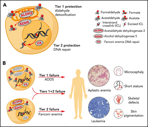 Two-tier protection against endogenous aldehydes and consequences of its failure. (A) Hematopoietic stem and progenitor cells are protected against endogenous aldehydes through high expression of ALDH2 (detoxifies formaldehyde and acetaldehyde) and ADH5 (detoxifies formaldehyde) (tier 1 protection). Any aldehyde-induced DNA damage is repaired by the FA DNA repair pathway (tier 2 protection). (B) In humans, the loss of tier 1 protection through the combined genetic deficiency of ALDH2 and ADH5 leads to ADDS, whereas loss of tier 2 protection through deficiency of the FA pathway (or combined loss of tier 1 and tier 2) results in the eponymous FA syndrome. Both conditions share common clinical features that stem from overwhelming formaldehyde genotoxicity, in particular, aplastic anemia and predisposition to acute leukemia. Beyond the hematopoietic defect, both conditions also exhibit microcephaly, short stature, skin pigmentation such as café-au-lait spots, and skeletal malformations.