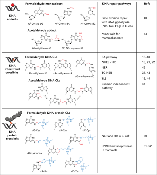 Genotoxic lesions formed by formaldehyde and acetaldehyde. Formaldehyde reacts with the amine group on guanine, adenine, and cytosine to form N2-hydroxymethyl-guanine (N2-OHMe-dG), N6-hydroxymethyl-adenine (N6-OHMe-dA), and N4-hydroxymethyl-cytosine (N4-OHMe-dC), respectively. Acetaldehyde initially forms an unstable N2-ethylidene-guanine adduct, which spontaneously reacts with an additional acetaldehyde molecule to form the cyclic adduct N1,N2-propano-guanine. Formaldehyde can form DNA interstrand cross-links through the formation of a methylene bridge that covalently links guanine, adenine, and cytosine on opposing DNA strands. Although only dG-dG, dA-dA, and dG-dC are shown, any combinations of dG, dA, and dC can be cross-linked by formaldehyde. Acetaldehyde reacts with opposing guanines to form cross-links that exist in equilibrium between 3 chemical states. Formaldehyde can also form methylene cross-links between guanine and the amino acids cysteine, histidine, tryptophan, and lysine to give rise to DNA-protein cross-links. The DNA repair pathways with activity toward the respective aldehyde-DNA lesions are shown.