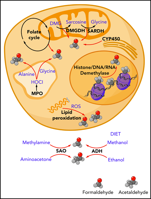 Endogenous sources of formaldehyde and acetaldehyde. The spontaneous chemical decomposition of tetrahydrofolate and dihydrofolate releases formaldehyde. Mitochondrial enzymes dimethylglycine dehydrogenase (DMGDH) and sarcosine dehydrogenase (SARDH) release formaldehyde as catalytic byproducts. Cytochrome P450 (CYP450) enzymes located in the mitochondria and endoplasmic reticulum can generate formaldehyde through the oxidation of glycerol. Oxidative demethylases release formaldehyde through cleavage of methyl groups found on histone proteins, DNA, and RNA. Polyunsaturated lipid species can be oxidized by reactive oxygen species (ROS) in a process called lipid peroxidation to release a range of aldehydes including formaldehyde and acetaldehyde. In myeloid cells such as neutrophils and monocytes, myeloperoxidase enzyme found in the lysosomes and secreted into the surrounding extracellular environment can generate hypochlorous acid (HOCl), which can oxidize the amino acids glycine and alanine to release formaldehyde and acetaldehyde, respectively. Outside of the cell, the oxidative deamination of methylamine and aminoacetone by serum amine oxidase can release formaldehyde and acetaldehyde, respectively. Ingested methanol and ethanol can be enzymatically converted to formaldehyde and acetaldehyde by alcohol dehydrogenase enzymes expressed mainly in the liver (ADH).