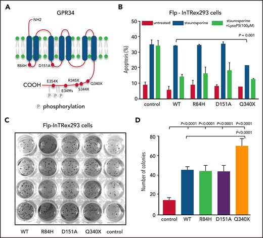 GPR34 truncation mutant confers resistance to apoptosis and transforming capacity. (A) Schematic illustration of GPR34 mutations seen in salivary gland MALT lymphoma. (B) Effect of GPR34 mutations on apoptosis induced by staurosporine. Isogenic Flp-InTRex293 cells that stably express a single copy of GPR34 or its various mutants were treated with 1.5 nM staurosporine in the absence or presence of LysoPS stimulation for 20 hours, and apoptosis was then measured by flow cytometry analysis of annexin V binding. Data are shown as mean ± standard deviation from 3 independent experiments. Statistical significance was analyzed by a two‐tailed unpaired Student t test, with significance indicated. (C) Transforming potential of GPR34 mutants determined by a soft agar colony formation assay. Isogenic Flp-INTRex293 cells that express a single copy of GPR34 or its various mutants were grown on soft agar for 3 weeks, and colonies were stained with a crystal violet and quantified. (D) Data are shown as mean ± standard deviation from 3 independent experiments. Statistical significance was analyzed by one‐way analysis of variance, with significance indicated. Control AQ19: the parental Flp-In T-REx-293 cell line. Wild-type (WT) or various mutations indicated: the derived stable expression cell line with single copy of WT or mutant GPR34.