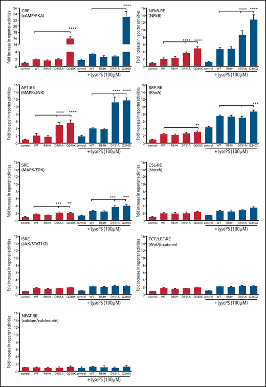 Comparison of GPR34 and its various mutants in activation of various signaling pathways using reporter assays. This was performed in isogenic Flp-InTRex293 cell lines that stably express a single copy of GPR34 or its mutant. Data (mean ± standard deviation) presented are from 3 independent experiments. In each reporter assay, the data are normalized to the reference control without LysoPS stimulation. Comparisons between various groups were assessed with one‐way analysis of variance with significant differences indicated (*P < .05; **P < .01; ***P < .001; ****P < .0001). Control: the parental Flp-In T-REx-293 cell line. Wild-type (WT) or various mutations indicated: the derived stable expression cell line with single copy of WT or mutant GPR34.