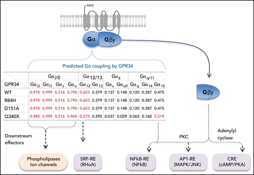 Prediction of Gα coupling probabilities of GPR34 and its various mutants by the machine-learning program PRECOG (http://precog.russelllab.org).18 A value >0.5 indicates a high probability of G protein–coupling property and is highlighted in red. The proposed effectors/signaling pathway activations downstream of Gα and Gβγ are based on previous literature.12,25–27 WT, wild type.