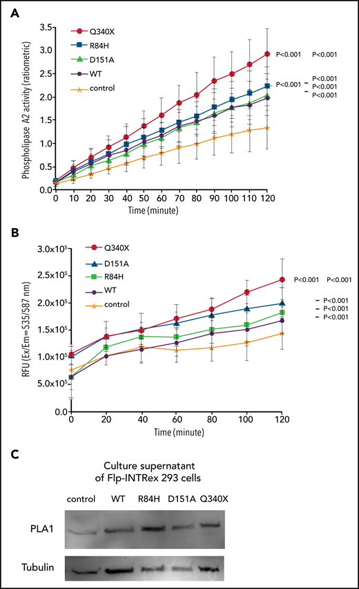 Measurement of PLA activities in Flp-INTRex293 cell culture. (A) PLA2 activity. Isogenic Flp-INTRex293 cells that express a single copy of GPR34 or its mutants, together with the parental cell line, were incubated with the substrate and liposome mix, and monitored for PLA2 enzymatic activity by using the EnzChek Phospholipase A2 Assay Kit. (B) Combined PLA1 and PLA2 activities. Isogenic Flp-INTRex293 cells that express a single copy of GPR34 or its mutants, together with the parental cell line, were incubated with 16:0-18:1 PS, and their culture supernatants were monitored for free fatty acid release at the indicated times by measuring their conversion to coenzyme A derivatives. Details are provided in the Materials and methods section for these assays. For each assay, the data (mean ± standard deviation) presented are from 3 independent experiments. Statistical differences among the various cell lines were analyzed by using a linear regression model, with significant differences indicated. (C) Confirmation of PLA1 in culture supernatant of Flp-INTRex293 cells by western blot analysis. Control: the parental Flp-In T-REx-293 cell line. Wild-type (WT) or various mutations indicated: the derived stable expression cell line with single copy of WT or mutant GPR34.