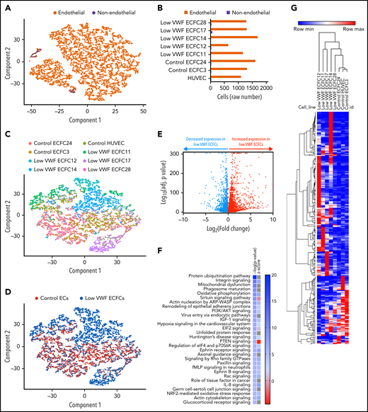 Control ECs and low VWF ECFCs display global transcriptional differences. Endothelial cells from 8 cell lines (5 low VWF and 3 control lines) were sequenced via scRNA-seq (10X Genomics/Illumina). (A) After filtering and normalization, a TSNE plot was generated to determine cells that were of an endothelial vs nonendothelial nature. Endothelial cells (orange) were determined to be a cell that was positive for CDH5, PECAM1, ROBO4, ESAM, TIE1, or NOTCH4. Cells that were negative for any EC marker are shown in purple. (B) Bar graph demonstrating the overall distribution of endothelial vs nonendothelial cells (as determined by any positivity for CDH5, PECAM1, ROBO4, ESAM, TIE1, or NOTCH4) in each cell line. Bar graph represents the raw value of the number of endothelial vs nonendothelial cells in each cell line. (C) After exclusion of nonendothelial cells, a TSNE plot was regenerated to show clustering broken down by individual cell line, displayed to determine overall differences in transcriptional profiles. Each cell line is displayed in a different color. (D) After exclusion of nonendothelial cells, a TSNE plot was regenerated with endothelial cells highlighted as either control EC (red) or low VWF ECFC (blue) to determine transcriptional differences between the 2 populations. (E) Volcano plot demonstrating differential expression between control ECs and low VWF ECFCs. The y axis is the log10 of the P value, and the x axis is the −log2 value of fold change. Each individual dot represents a statistically significant differential expressed gene (P < .05) as measured by P value adjusted for multiple comparisons. Genes shown in blue are more highly expressed in control ECs compared with low VWF ECFCs, and genes shown in red are more highly expressed in low VWF ECFCs compared with control ECs. (F) IPA showing the most highly implicated pathways between control ECs and low VWF ECFCs. Pathways are ordered by the statistical strength of the activation z-score (which measures how differentially regulated a pathway is between the 2 cohorts). A positive z-score (as denoted by the darker blue on the scale) suggests that the pathway is activated in low VWF ECFCs compared with control ECs. For some pathways, shown in gray, IPA was unable to predict a directionality to the change in regulation (activation or inhibition), but there was a high degree of differentially expressed genes in that particular pathway. (G) Heatmap of the top 250 most differentially expressed genes between control ECs and low VWF ECFCs, demonstrating hierarchical clustering of the 3 control cell lines closely together.