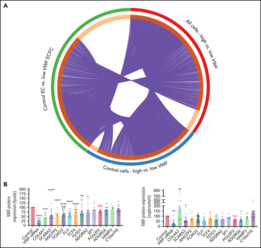 Composite candidate genes and siRNA-based screen of VWF supernatant and lysate levels after target gene knockdown. (A) Circos plot demonstrating overlap of candidate genes from the most highly differentially expressed genes for 3 independent differential expression analyses: (1) control EC vs low VWF ECFCs (subject level-expression analysis), (2) all cell-expression analysis, and (3) control EC-expression analysis. Genes are visually shown as composing the shaded outer circle (green, differentially expressed genes in subject level-expression analysis; red, differentially expressed genes in the All cells-expression analysis; blue, differentially expressed genes in the Control EC-expression analysis). The dark orange shading on the inner circle represents genes that are represented in more than 1 analyses and are connected to overlapping genes in another analysis via purple lines. Light orange shading represents genes that are unique to only that differential expression analysis. (B) Candidate genes were assessed to determine effects on VWF protein levels in HUVECs via an siRNA-knockdown assay. After transfection with 1 nM candidate siRNAs (2-4 siRNAs per gene), VWF protein levels were assessed in the cellular lysates and cellular supernatants via a VWF enzyme-linked immunosorbent assay. Values are reported as percentage expression of control scrambled siRNA. For all experiments, N > 3, and P values of significant relationships are shown as analyzed by a 1-way analysis of variance with Holm-Sidak’s multiple comparison test. Error bars represent means ± standard error of the mean. Statistical significance is shown with asterisks compared with control siRNA (*P < .05, **P < .01, ***P < .001, ****P < .0001).
