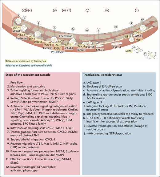 Updated leukocyte recruitment cascade and translational implications. Free-flowing neutrophils are captured by transient PSGL-1–selectin and VLA-4–VCAM/VLA-6–laminin interactions. Rolling (fast: P-selectin; slow: E-selectin) is impacted by PSGL-1 and ESL-1 binding to their selectin partners, as well as CD44, which, in a lipid raft and Bruton tyrosine kinase (BTK)-dependent manner, affects E-selectin–mediated slow rolling. Chemokine-mediated full activation of LFA-1 leads to ICAM-1–dependent firm neutrophil adhesion. This adhesive bond is further strengthened by Mac-1 interactions. Signaling elements and recruitment cues involved in integrin activation include talin-1 and kindlin-3. The subsequent slower crawling toward endothelial access points is primarily controlled by CXCL-1, whereas the transmigration toward the abluminal side is CXCL 2 dependent, followed by another step of abluminal CXCL-1–dependent crawling. Neutrophil transmigration depends on pore size selection and is additionally facilitated by mast cell–derived tumor necrosis factor (TNF). Neutrophils exert their functions within the tissue but are capable of reentering the blood circulation (reverse transmigration) in a Mac-1, neutrophil elastase, LTB-4, JAM-C–dependent pathway, taking on an activated phenotype. Different translational studies and observations have been performed to highlight implications of distinct mechanistic cues in neutrophil recruitment and functionality (upper letters). mAb, monoclonal antibody; MMPs, matrix metalloproteinase; NE, neutrophil elastase; PEU, perivascular extravasation unit; 3D, three dimensional.