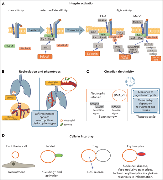 Regulators of neutrophil trafficking. (A) Integrin activation is distinctly regulated. Selectin engagement results in the intermediate conformation of the integrin, which requires talin-1 binding to the integrin cytoplasmic tail. The high-affinity conformation requires the presence of talin-1 and kindlin-3. Talin-1 binding relies on formation of a complex with Rap1 and RIAM, whereas kindlin-3 is recruited to the integrin prior to induction of the high-affinity conformation and transmits its activation signal toward LFA-1 in an ILK, PKC, and pH-domain–dependent manner. Mechanistic differences between LFA-1 and Mac-1 exist in that Mac-1 activation depends on ArhGAP15 and Bruton tyrosine kinase (BTK). LRP1 can bind via the I domain to Mac-1 and to a lesser extent to LFA-1. (B) Reverse-transmigrated neutrophils can recirculate and impact leakage even at remote organs, such as the lung. The lung-resident marginated pool of neutrophils undergoes fast Abl kinase–dependent phenotypic changes upon LPS challenge to prime the cells for bacterial “hunting.”85 Overall, neutrophils exert effects within different tissues but are equally impacted and modulated by their surroundings. (C) Circadian rhythms dictate leukocyte release, function and clearance, impacting and modulating many subsequent activation and recruitment mechanisms. (D) Neutrophils interact with endothelial cells, which mediates recruitment and activation. Interaction with platelets helps in activation, priming, and recruitment to inflamed or injured tissue but also occurs during thrombus formation. Interaction of neutrophils with regulatory T cells (Treg) evokes interleukin-10 (IL-10) release by neutrophils. Neutrophil-erythrocyte interaction is prominent in sickle cell disease. Additionally, erythrocytes contain a variety of cytokines that can impact neutrophil functionality.