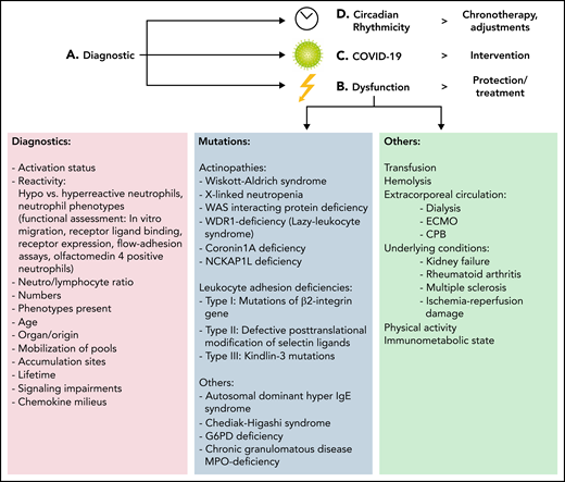 Translational considerations. (A) An adequate assessment of neutrophils present, the degree and necessity of inflammatory reactions, and evaluation of possible therapeutics must be performed. (B) Leukocyte dysfunction is observable in genetic diseases. Leukocyte adhesion deficiencies result in an increased risk for infections due to different underlying causes. Also, other causes affecting neutrophils are known, including transfusion, extracorporeal circulation, and inflammatory diseases. Patients require isolation and immunoprotective measures or adequate control of neutrophil hyperactivation and organ-protection strategies. (C) COVID-19–based considerations must take neutrophil phenotypes into account. Anti-inflammatory strategies are being discussed, but more precise interventions are needed. Distinguishing between the acute and long phases of COVID are important. Targeted approaches seem to be promising for future endeavors in the therapy of COVID, sepsis, or acute respiratory distress syndrome. (D) Consideration of circadian rhythmicity is crucial for future therapeutic endeavors. Rescheduling of surgeries or interventions is needed, and chronotherapy, light therapy, and sleep interventions are in place. CPB, cardiopulmonary bypass; ECMO, extracorporeal membrane oxygenation; IgE, immunoglobulin E; WAS, Wiskott-Aldrich syndrome.