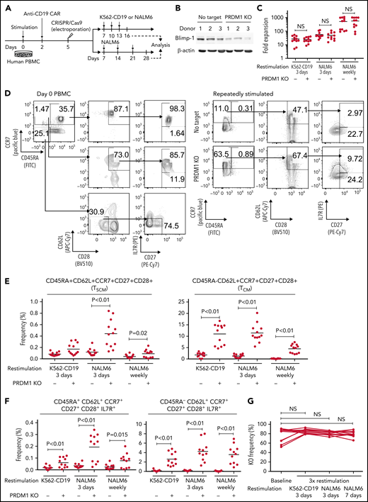 PRDM1 knockout maintains an early memory phenotype in CD19-directed CAR-T cells. (A) CD19-targeting CAR-T cells were electroporated with a Cas9/sgRNA ribonucleoprotein (RNP) complex against PRDM1 or electroporated without RNP (no target). The CAR-T cells were then stimulated thrice by K562-CD19 or NALM6. (B) Immunoblotting of Blimp-1 in control or PRDM1-knockout CAR-T cells generated from 3 different donors. (C) Fold expansion of T cells during the 3 stimulations (n = 11, paired 2-tailed Student t test). (D-F) Memory markers were analyzed in the CD8+ CAR-T cell population after the third stimulation. The data shown are representative flow cytometry plots of primary CD8+ T cells or CAR-T cells stimulated by K562-CD19 (D) and the frequency of CD45RA+/−CD62L+CCR7+CD27+CD28+ cells (E) or CD45RA+/−CD62L+CCR7+CD27+CD28+IL7R+ cells (F) in the CD8+ CAR-T cell population (n = 12 or 11, paired 2-tailed Student t test for each). (G) Knockout efficiency was evaluated by Inference of CRISPR Edits (ICE) analysis using the genome extracted before and after repeated stimulation (n = 11, repeated measures one-way ANOVA with multiple comparisons test). The data were obtained from different donor samples. Horizontal lines denote the mean values. NS, not significant.