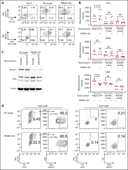 PRDM1-knockout CAR-T cells maintain polyfunctional cytokine production after repeated stimulation. (A-B) The expression of immunoinhibitory molecules was analyzed after the third restimulation. Representative flow cytometry plots of primary CD8+ T cells or CAR-T cells repeatedly stimulated by K562-CD19 (A) and mean fluorescence intensity of PD1, LAG3, and TIM3 in the CD8+ CAR-T cell population (B) (n = 6, paired 2-tailed Student t test). (C) Expression of TOX in repeatedly stimulated CAR-T cells with or without PRDM1 knockout was analyzed by immunoblotting. (D-F) Cytokine production after the third stimulation was analyzed by flow cytometry (IL2, IFNγ, and TNFα). Representative flow cytometry plots of CAR-T cells restimulated by K562-CD19 (D), pie charts of the percentages of CAR-T cells producing single, double, and triple cytokines (E), and the frequency of IL2+IFNγ+TNFα+ cells in the CD8+ CAR-T cell population are shown (F) (n = 11, paired 2-tailed Student t test). The data presented in B and F are derived from different donor samples. Horizontal lines indicate the mean values. NS, not significant.