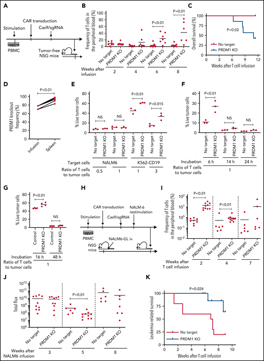 PRDM1-ablated CD19-targeting CAR-T cells show superior persistence and antitumor activity in vivo. (A-C) CD19-targeting CAR-T cells electroporated with or without Cas9 and sgRNAs against PRDM1 were infused into tumor-free NSG mice. The frequency of human T cells in the PB was monitored at the indicated time points (B) (unpaired 2-tailed Student t test). Kaplan-Meier analysis for overall survival after CAR-T cell infusion (C) (n = 7 mice for each group, log-rank test). The data are a composite of 2 independent experiments. (D) The PRDM1 knockout efficiency in infusion products and the persisting CAR-T cells within the spleen was analyzed (n = 7, paired 2-tailed Student t-test). (E) Cytolytic activity of control or PRDM1-knockout CAR-T cells against the indicated target cells was analyzed with flow cytometry (n = 3 cultures, unpaired 2-tailed Student t test for each condition). Representative data of 2 experiments. (F-G) Cytolytic activity of control or PRDM1-knockout CAR-T cells against NALM6 (F) or K562-CD19 (G) at the indicated time points (n = 3-4 cultures, one-way ANOVA with multiple comparisons test). (H-L) NSG mice were intravenously infused with NALM6-GL, and then with CAR-T cells with or without PRDM1 knockout 10 days later (n = 10 mice for each CAR). (I) The frequency of human T cells in the PB was analyzed at the indicated time points (unpaired 2-tailed Student t test of the log-transformed values for each time point). (J) Total flux in the whole body was measured by in vivo bioluminescence imaging (unpaired 2-tailed Student t test of the log-transformed values). (K) Kaplan-Meier analysis for leukemia-related survival after NALM6-GL infusion (log-rank test). In (H-K), representative data of 2 independent experiments are shown. (L) The PRDM1-knockout frequency was compared between infusion products and T cells within the spleen of the mice that developed xenogeneic GVHD (n = 4, paired 2-tailed Student t test). (M-N) NALM6-GL-engrafted NSG mice were transplanted with control or PRDM1-knockout CAR-T cells generated in the same protocol as that shown in (H). The frequency of CD8+ or CD4+ CAR-T cells (M) (n = 6, unpaired 2-tailed Student t test of the log-transformed values) or those with TSCM and TCM phenotypes (N) (n = 6, unpaired 2-tailed Student t test for each time point) in the PB was determined by flow cytometry. (O-R) NSG mice subcutaneously inoculated with A375-CD19 (day 0) were treated with CAR-T cells with or without PRDM1 knockout (day 7). The mice were rechallenged with A375-CD19 (day 24) and monitored for tumor progression (n = 9 mice for each group). The data shown are serial monitoring of tumor volume (P), relapse-free survival (Q) (log-rank test), and the frequency of human T cells at the indicated time points (R) (unpaired 2-tailed Student t test of the log-transformed values). In B, E, F, G, I, J, M, N, and R, horizontal lines denote the mean values. NS, not significant.