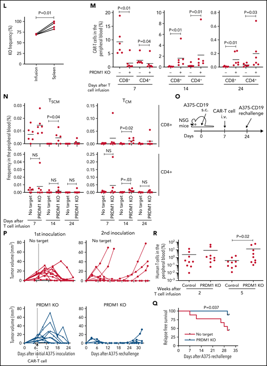 PRDM1-ablated CD19-targeting CAR-T cells show superior persistence and antitumor activity in vivo. (A-C) CD19-targeting CAR-T cells electroporated with or without Cas9 and sgRNAs against PRDM1 were infused into tumor-free NSG mice. The frequency of human T cells in the PB was monitored at the indicated time points (B) (unpaired 2-tailed Student t test). Kaplan-Meier analysis for overall survival after CAR-T cell infusion (C) (n = 7 mice for each group, log-rank test). The data are a composite of 2 independent experiments. (D) The PRDM1 knockout efficiency in infusion products and the persisting CAR-T cells within the spleen was analyzed (n = 7, paired 2-tailed Student t-test). (E) Cytolytic activity of control or PRDM1-knockout CAR-T cells against the indicated target cells was analyzed with flow cytometry (n = 3 cultures, unpaired 2-tailed Student t test for each condition). Representative data of 2 experiments. (F-G) Cytolytic activity of control or PRDM1-knockout CAR-T cells against NALM6 (F) or K562-CD19 (G) at the indicated time points (n = 3-4 cultures, one-way ANOVA with multiple comparisons test). (H-L) NSG mice were intravenously infused with NALM6-GL, and then with CAR-T cells with or without PRDM1 knockout 10 days later (n = 10 mice for each CAR). (I) The frequency of human T cells in the PB was analyzed at the indicated time points (unpaired 2-tailed Student t test of the log-transformed values for each time point). (J) Total flux in the whole body was measured by in vivo bioluminescence imaging (unpaired 2-tailed Student t test of the log-transformed values). (K) Kaplan-Meier analysis for leukemia-related survival after NALM6-GL infusion (log-rank test). In (H-K), representative data of 2 independent experiments are shown. (L) The PRDM1-knockout frequency was compared between infusion products and T cells within the spleen of the mice that developed xenogeneic GVHD (n = 4, paired 2-tailed Student t test). (M-N) NALM6-GL-engrafted NSG mice were transplanted with control or PRDM1-knockout CAR-T cells generated in the same protocol as that shown in (H). The frequency of CD8+ or CD4+ CAR-T cells (M) (n = 6, unpaired 2-tailed Student t test of the log-transformed values) or those with TSCM and TCM phenotypes (N) (n = 6, unpaired 2-tailed Student t test for each time point) in the PB was determined by flow cytometry. (O-R) NSG mice subcutaneously inoculated with A375-CD19 (day 0) were treated with CAR-T cells with or without PRDM1 knockout (day 7). The mice were rechallenged with A375-CD19 (day 24) and monitored for tumor progression (n = 9 mice for each group). The data shown are serial monitoring of tumor volume (P), relapse-free survival (Q) (log-rank test), and the frequency of human T cells at the indicated time points (R) (unpaired 2-tailed Student t test of the log-transformed values). In B, E, F, G, I, J, M, N, and R, horizontal lines denote the mean values. NS, not significant.