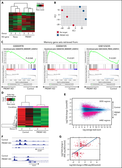 Gene expression and epigenetic architecture of PRDM1-knockout CAR-T cells. (A-F) The CD19-targeting CAR-T cells with or without PRDM1 knockout were repeatedly stimulated with NALM-6 3 times and analyzed for gene expression profiles by RNA-sequencing (A-C) (n = 3 different donors) or epigenetic profiles by ATAC-sequencing (D-F) (n = 2 different donors). The data shown are unsupervised hierarchical clustering (A), principal component analysis (B) of differentially expressed genes (FDR < 0.01), and gene set enrichment analysis between control and PRDM1-knockout CAR-T cells using genes upregulated in T cells with an early memory phenotype (C) (nominal P values are shown). (D) Heatmap of differentially accessible regions between control and PRDM1-ablated CAR-T cells (FDR < 0.05). (E) Log2 fold change in read counts (y-axis) between control and PRDM1-knockout CAR-T cells were plotted against log2 average read counts of all samples (x-axis) for individual peak regions. Red dots denote differentially accessible sites at FDR < 0.05. (F) Chromatin accessibility tracks at the promoter regions of the indicated genes. (G-H) Correlation between RNA-seq and ATAC-seq results in the genes with differential expression and chromatin accessibility at promoter regions (FDR < 0.05). Only transcription factor-encoding genes are shown in H. (I) CAR-T cells with or without ectopic expression of TCF7 or PRDM1 knockout were restimulated with NALM-6 and analyzed for the indicated memory markers 4 days later. Mean fluorescence intensity calculated for each sample was shown (n = 4, one-way ANOVA with multiple comparisons test). (J) CAR-T cells transduced with constitutively active STAT1 (caSTAT1) and/or ablated with PRDM1 were analyzed for cytokine production upon restimulation with NALM-6 (n = 4, one-way ANOVA with multiple comparisons test). In (I-J), horizontal lines denote the mean values. NS, not significant.