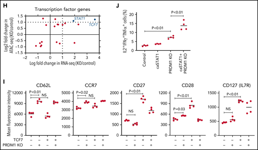 Gene expression and epigenetic architecture of PRDM1-knockout CAR-T cells. (A-F) The CD19-targeting CAR-T cells with or without PRDM1 knockout were repeatedly stimulated with NALM-6 3 times and analyzed for gene expression profiles by RNA-sequencing (A-C) (n = 3 different donors) or epigenetic profiles by ATAC-sequencing (D-F) (n = 2 different donors). The data shown are unsupervised hierarchical clustering (A), principal component analysis (B) of differentially expressed genes (FDR < 0.01), and gene set enrichment analysis between control and PRDM1-knockout CAR-T cells using genes upregulated in T cells with an early memory phenotype (C) (nominal P values are shown). (D) Heatmap of differentially accessible regions between control and PRDM1-ablated CAR-T cells (FDR < 0.05). (E) Log2 fold change in read counts (y-axis) between control and PRDM1-knockout CAR-T cells were plotted against log2 average read counts of all samples (x-axis) for individual peak regions. Red dots denote differentially accessible sites at FDR < 0.05. (F) Chromatin accessibility tracks at the promoter regions of the indicated genes. (G-H) Correlation between RNA-seq and ATAC-seq results in the genes with differential expression and chromatin accessibility at promoter regions (FDR < 0.05). Only transcription factor-encoding genes are shown in H. (I) CAR-T cells with or without ectopic expression of TCF7 or PRDM1 knockout were restimulated with NALM-6 and analyzed for the indicated memory markers 4 days later. Mean fluorescence intensity calculated for each sample was shown (n = 4, one-way ANOVA with multiple comparisons test). (J) CAR-T cells transduced with constitutively active STAT1 (caSTAT1) and/or ablated with PRDM1 were analyzed for cytokine production upon restimulation with NALM-6 (n = 4, one-way ANOVA with multiple comparisons test). In (I-J), horizontal lines denote the mean values. NS, not significant.