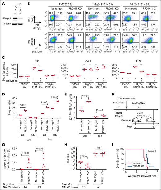PRDM1 knockout augments maintenance of a memory phenotype and cytokine polyfunctionality in multiple types of antitumor T cells. (A) Immunoblotting analysis of Blimp-1 expression in control or PRDM1-knockout 28z CAR-T cells targeting GD2. Representative blots of 3 experiments. (B-C) Surface expression of PD1, TIM-3, and LAG3 in CD19 or GD2-targeting 28z or BBz CAR-T cells with or without PRDM1 knockout was analyzed on day 10. Representative flow cytometry plots (B) and mean fluorescence intensity of each molecule (C) (n = 4, one-way ANOVA with multiple comparisons test). Experiments were repeated twice. **P < .01 compared with the control FMC63-28z CAR-T cells. (D-E) The frequency of TSCM/TCM (D) and IL2+IFNγ+TNFα+ cells (E) was analyzed in the CD8+ CAR-T cell population on day 11 (n = 3-4, unpaired 2-tailed Student t test). Representative data of 2 independent experiments. (F-I) NSG mice infused with GD2-expressing NALM6-GL were treated with the 14g2aE101K CAR-T cells with or without PRDM1 knockout (n = 7 for each group). The frequency of human T cells in the PB was analyzed at the indicated time points (G) (unpaired 2-tailed Student t test). Tumor progression was monitored by in vivo bioluminescence imaging (H) (unpaired 2-tailed Student t test of the log-transformed values). Kaplan-Meier curve for the overall survival of mice (I) (n = 7, log-rank test). (J-L) T cells transduced with anti-mesothelin 28z CAR (clone ss1) or HLA-A2/MART127–35-specific TCR (clone DMF5) were ablated with PRDM1 and analyzed for memory markers (J) (n = 4, unpaired 2-tailed Student t test), fold expansion (K) (n = 4, unpaired 2-tailed Student t test), and cytokine production (L) (n = 7 for ss1 CAR-T cells and n = 4 for DMF5 TCR-T cells, unpaired 2-tailed Student t test) after 3 antigenic stimulations. (M) The frequency of PRDM1 knockout was evaluated in the ss1 CAR-T cells before and after stimulation (n = 4 samples). In C-E, G, H, and J-M, horizontal lines depict the mean values. NS, not significant.