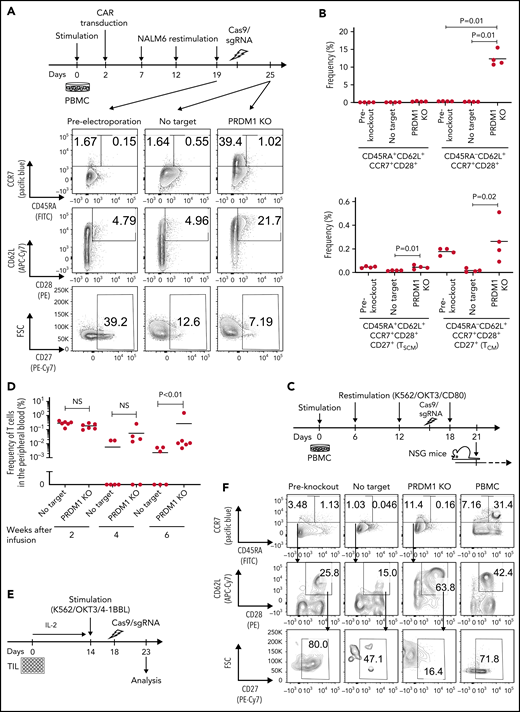 Terminally differentiated T cells partially acquire memory T-cell properties upon PRDM1 knockout. (A-B) CD19-targeting CAR-T cells were electroporated with Cas9/sgRNA against PRDM1 following repeated stimulation by NALM-6 and analyzed for memory T-cell markers. Representative flow cytometry plots (A) and the frequency of the indicated populations are shown (B) (n = 4, ordinary one-way ANOVA with multiple comparisons test). Representative data of 2 experiments. (C,D) Human T cells knocked out with PRDM1 after repeated stimulations were infused into irradiated NSG mice (n = 6 mice per group). The frequency of human T cells in the PB was monitored at the indicated time points (D) (n = 6, Mann-Whitney U test). (E-I) TIL dissociated from tumor samples were expanded and then ablated with PRDM1. Representative flow cytometry plots analyzing memory T-cell phenotypes (F) and the frequency of CD8+ T cells expressing the indicated molecules (G) (n = 8 samples, repeated measures of one-way ANOVA with multiple comparisons test). (H) The expression of TCF7 was analyzed by intracellular flow cytometry 5 days after electroporation. Mean fluorescence intensity within the CD8+ T-cell population was shown (n = 5, paired 2-tailed Student t test). (I) Expanded TILs were restimulated by K562 expressing anti-CD3 mAb and 41BBL, and the production of IL-2, IFN-γ, and TNF-α was analyzed by flow cytometry (n = 5, paired 2-tailed Student t test).