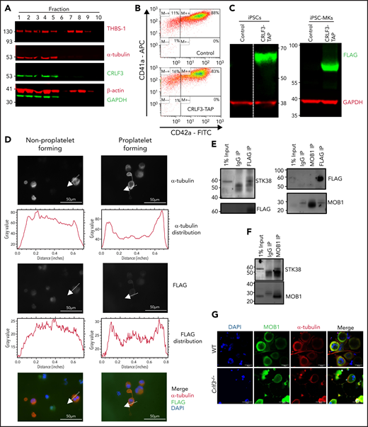 CRLF3 interacts with the Hippo pathway. (A) Western blot of sucrose gradient centrifugation fractionated human platelets probed with antibodies against α-tubulin, β-actin, thrombospondin (THBS-1), glyceraldehyde-3-phosphate dehydrogenase (GAPDH), and CRLF3. Fractions 1 to 5 represent cytoskeletal proteins (enriched for α-tubulin and β-actin), whereas fractions 7 and 8 represent granular proteins (enriched for THBS-1). (B) Representative flow cytometric plots of CRLF3 TAP-tagged and control forward programmed iPSC MKs stained with CD41a and CD42a. (C) Western blot of CRLF3 TAP-tagged and control iPSCs and iPSC MKs probed with antibodies against FLAG (green) and GAPDH (red). (D) CRLF3 TAP-tagged iPSC MKs were seeded onto fibrinogen-coated coverslips and incubated at 37°C for 24 hours to induce proplatelet formation. Samples were fixed, stained with α-tubulin (red), FLAG (green), and DAPI (blue), and imaged by fluorescence microscopy. Subcellular distribution of α-tubulin and FLAG staining in round and proplatelet-forming CRLF3 TAP iPSC MKs was determined across a section of the MKs along the indicated arrow using ImageJ. Scale bars are 50 μm. (E-F) CRLF3 TAP (E) and control (F) iPSC MKs were lysed and immunoprecipitated (IP) with antibodies against FLAG, MOB1, and immunoglobulin G (IgG). Precipitated lysates were then probed for STK38, MOB1, and FLAG by western blot. (G) In vitro cultured MKs were seeded onto fibrinogen-coated coverslips and incubated at 37°C for 5 hours to induce proplatelet formation. Samples were fixed, stained for MOB1 (green), α-tubulin (red), and DAPI (blue), and imaged by fluorescence microscopy. Images are representative for Crlf3−/− and control (WT) proplatelet-forming MKs. (H) Western blot of in vitro cultured MKs probed with antibodies against pMOB1, MOB1, and GAPDH (left panel; n = 8 MOB1/GAPDH and 4 pMOB1/GAPDH) and pSTK38, STK38 and GAPDH (right panel; n = 3 STK38/GAPDH, 3 Crlf3−/−, and 4 WT pSTK38/GAPDH). (I) Three-dimensional structure of CRLF3 (residue 174 to end) solved by experimental phasing. Domains are labeled. Molecular graphics prepared using PyMOL. Data represent means ± standard deviations. Unpaired 2-tailed Student t test. *P < .05. FITC, fluorescein isothiocyanate; FN3, fibronectin type 3.