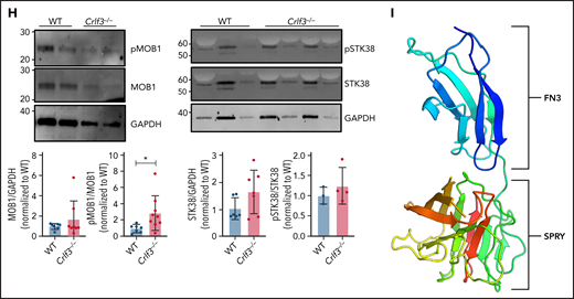CRLF3 interacts with the Hippo pathway. (A) Western blot of sucrose gradient centrifugation fractionated human platelets probed with antibodies against α-tubulin, β-actin, thrombospondin (THBS-1), glyceraldehyde-3-phosphate dehydrogenase (GAPDH), and CRLF3. Fractions 1 to 5 represent cytoskeletal proteins (enriched for α-tubulin and β-actin), whereas fractions 7 and 8 represent granular proteins (enriched for THBS-1). (B) Representative flow cytometric plots of CRLF3 TAP-tagged and control forward programmed iPSC MKs stained with CD41a and CD42a. (C) Western blot of CRLF3 TAP-tagged and control iPSCs and iPSC MKs probed with antibodies against FLAG (green) and GAPDH (red). (D) CRLF3 TAP-tagged iPSC MKs were seeded onto fibrinogen-coated coverslips and incubated at 37°C for 24 hours to induce proplatelet formation. Samples were fixed, stained with α-tubulin (red), FLAG (green), and DAPI (blue), and imaged by fluorescence microscopy. Subcellular distribution of α-tubulin and FLAG staining in round and proplatelet-forming CRLF3 TAP iPSC MKs was determined across a section of the MKs along the indicated arrow using ImageJ. Scale bars are 50 μm. (E-F) CRLF3 TAP (E) and control (F) iPSC MKs were lysed and immunoprecipitated (IP) with antibodies against FLAG, MOB1, and immunoglobulin G (IgG). Precipitated lysates were then probed for STK38, MOB1, and FLAG by western blot. (G) In vitro cultured MKs were seeded onto fibrinogen-coated coverslips and incubated at 37°C for 5 hours to induce proplatelet formation. Samples were fixed, stained for MOB1 (green), α-tubulin (red), and DAPI (blue), and imaged by fluorescence microscopy. Images are representative for Crlf3−/− and control (WT) proplatelet-forming MKs. (H) Western blot of in vitro cultured MKs probed with antibodies against pMOB1, MOB1, and GAPDH (left panel; n = 8 MOB1/GAPDH and 4 pMOB1/GAPDH) and pSTK38, STK38 and GAPDH (right panel; n = 3 STK38/GAPDH, 3 Crlf3−/−, and 4 WT pSTK38/GAPDH). (I) Three-dimensional structure of CRLF3 (residue 174 to end) solved by experimental phasing. Domains are labeled. Molecular graphics prepared using PyMOL. Data represent means ± standard deviations. Unpaired 2-tailed Student t test. *P < .05. FITC, fluorescein isothiocyanate; FN3, fibronectin type 3.