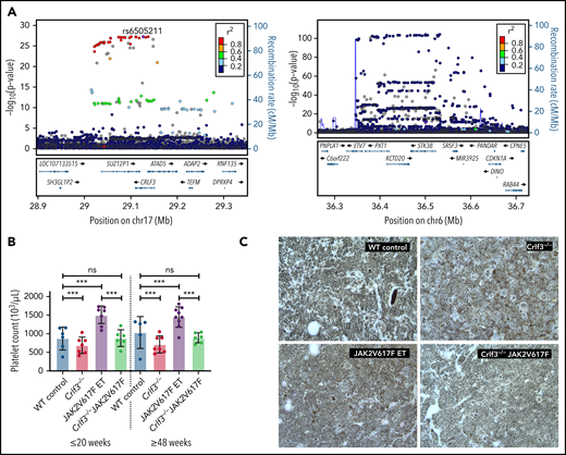 CRLF3 regulates platelet traits in humans and is a therapeutic target for ET. (A) Locuszoom of CRLF3 (left) and STK38 (right) showing variants associated with platelet distribution width (PDW) and mean platelet volume, respectively. The conditionally independent variant is indicated by a purple diamond; linkage disequilibrium (LD) values (r2) with this variant are indicated by dot colors according to the legend. The CRLF3 locuszoom plot shows the conditionally independent variant (rs6505211: −log10P, 27.1; MAF, 17.6%) is in high LD with a number of variants, which are significantly associated with PDW. In the case of STK38, the locuszoom plot indicates that the conditionally independent variant (rs141301223: −log10P, 10.4; MAF, 0.041%) is not in high LD with nearby variants (common for rare variant associations). (B) Platelet counts from young (≤20 weeks) and old (≥48 weeks) female WT control (blue; n = 6 young and 5 old), Crlf3−/− (red; n = 7 young and 7 old), JAK2 V617F ET (purple; n = 7 young and 9 old), and Crlf3−/− JAK2 V617F (green; n = 6 young and 6 old) mice. (C) Fixed tibia sections stained with Gömöri reticulin silver stain and imaged by light microscopy at 20× magnification. Images are representative of 3 mice per genotype. Data represent means ± standard deviations. Two-way analysis of variance with correction for multiple comparisons using the Holm-Sidak method. ***P < .005. ns, not significant.