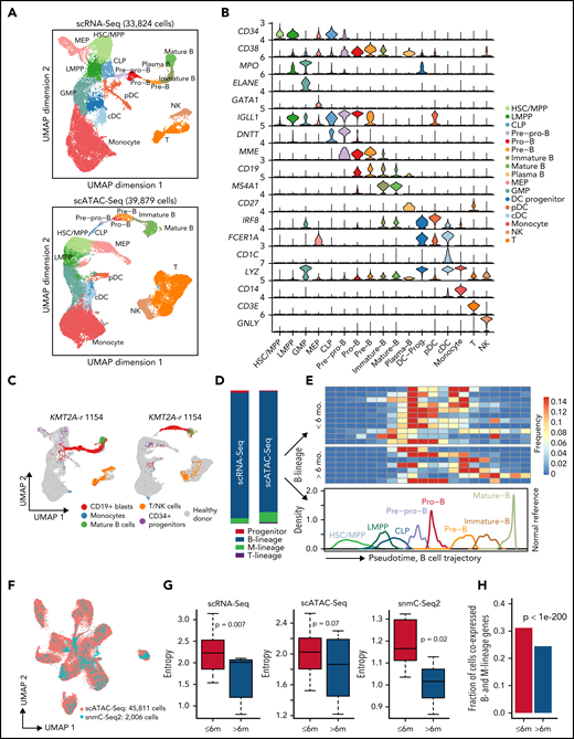 Projection of KMT2A-r leukemia cells to normal hematopoietic trajectory reveals larger intratumor heterogeneity in younger patients. (A) UMAPs based on scRNA-Seq (top panel) and scATAC-Seq data from healthy pediatric donors (bottom panel). scATAC-Seq includes the dataset generated in this study and previously published datasets.49 Cell type annotation for scATAC-Seq data were transferred from scRNA-Seq data using Seurat. Total numbers of sequenced cells are indicated on top. (B) Violin plots of marker gene expression used for defining the hematopoietic cell populations. (C) Projection of patient cells onto normal hematopoietic trajectories. Left panel, representative projection of patient 1154 scRNA-Seq data. Right panel, representative projection of patient 1154 scATAC-Seq data. Gray dots, cells from healthy donors; colored dots, patient cells. (D) Composition of CD19+ leukemic blasts in different hematopoietic lineages based on projected scRNA-Seq data (left bar) and scATAC-Seq data (right bar). M-lineage, myeloid lineage. (E) Frequency of B-lineage blasts from 18 infant KMT2A-r patients stratified along the normal hematopoietic trajectory (pseudotime). B-lineage pseudotime from HSC/MPPs to mature B cells is ordered into 20 bins. Upper heatmap shows the frequency of each bin from all 18 infant KMT2A-r patients. Lower line plot shows the frequency of each developmental stage along the pseudotime trajectory using healthy donor data. (F) UMAP shows coembedded snmC-Seq2 and scATAC-Seq data. Total numbers of sequenced cells of each modality are indicated. (G) Blasts from younger patients (<6 months old) show higher developmental heterogeneity based on scRNA-Seq, scATAC-Seq, and snmC-Seq2 data, respectively. Heterogeneity was quantified using Shannon’s entropy. P values are based on Student t test. (H) Fractions of cells aberrantly coexpressing B (VPREB1, IGLL1, CD79A, and CD19) and myeloid (MPO, CEBPA, and CD33) lineage antigens in younger and older infant patients. P value was computed using a one-sided binomial test.