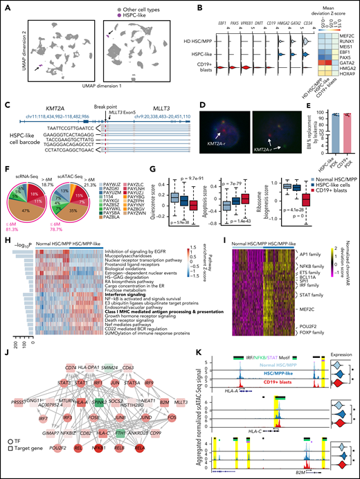 A leukemia cell containing HSPC-like population exists in younger patients. (A) UMAPs of single-cell data from the PB of 18 infant patients highlighting the hematopoietic stem and progenitor-like population in the PB of the patients (HSPC-like cells, purple). Gray, other cell types. Left panel, UMAP based on scRNA-Seq data, showing 128 588 total cells, 1136 of which are HSPC-like cells. Right panel, UMAP based on scATAC-Seq data, showing 98 887 total cells, 1020 of which are HSPC-like. (B) Gene expression and regulator activity signatures for normal HSPCs, HSPC-like cells, and CD19+ blasts. Left panel, violin plots of marker gene expression in the 3 cell types. Right panel, activity of cell-type-specific transcriptional factors in the 3 cell types. Activity was measured as the mean TF motif chromatin accessibility score in each cell type. (C) Representative result of fusion reads identified in HSPC-like cells from patient 1154 using scTLR-Seq. Fusion reads from multiple HSPC-like blasts (with different cell barcodes) are shown. (D) Representative DNA FISH images of HSPC-like cells. Blue, DAPI; red dots, 5′ of KMT2A gene; green dots, 3′ of KMT2A gene. White arrows indicate KMT2A translocation. (E) Barplot shows leukemia burdens (percentage of hCD45) in the end-of-study BM in 2 groups. Blue, PDX cells from HSPC-like engrafted mice (n = 8); red, PDX cells from CD19+ blasts engraft mice (n = 8). (F) Percentages of total HSPC-like cells contributed by each patient, based on scRNA-Seq and scATAC-Seq data. (G) Quiescence, apoptosis, and ribosome biogenesis signature gene scores for BM HSC/MPPs from normal donors, HSPC-like cells, and CD19+ blasts. Scores were calculated as the sum of z-scores (across all cells) of all genes of a signature. P values were computed using the Wilcoxon test. (H) Pathways enriched comparing HSC/MPP-like cells and BM HSC/MPPs from normal donors. Enriched pathways were identified using the AUCell method. Heatmap shows the top 20 enriched pathways for HSC/MPP-like cells and normal HSC/MPPs, respectively. Barplot on the left shows the adjusted P value for enrichment. (I) Heatmap of differential TF motif accessibility in HSC/MPP-like cells compared with normal BM HSC/MPPs. Values are z-score normalized deviation scores calculated using chromVAR. TFs with differential accessibility between HSC/MPP-like cells and normal HSC/MPPs were identified using Wilcoxon test of the normalized deviation scores between the 2 groups with an FDR cutoff <0.05. (J) Transcriptional regulation network distinguishing HSC/MPP-like cells from normal HSC/MPPs. For clarity, only the part of the TRN involving AP-1, NFKB, STAT, and IRF factors is shown. Nodes represent either enriched TFs or differentially expressed genes in the HSC/MPP-like blasts vs normal HSC/MPPs. Node color is proportional to the −log10(FDR) of differential expression, with red being upregulation and green being downregulation. Edge line thickness is proportional to the −log10(FDR) of the linear regression coefficient for the predicted enhancer-promoter interaction. (K) Example MHC class I genes upregulated in HSC/MPP-like cells. Left panels, aggregated scATAC-Seq signals in normal HSC/MPPs, HSC/MPP-like cells, and CD19+ blasts. Putative enhancers for each gene are highlighted in yellow. Motifs of STAT or NFKB or IRF transcription factors overlapping the enhancers are indicated at the top. Right panels, violin plots for normalized expression of the selected genes in the 3 cell types. *Adjusted P value <1e-10.