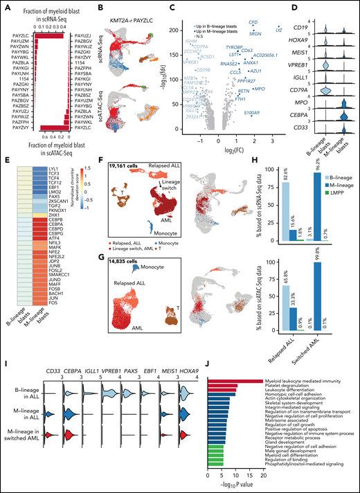 Preexisting lymphomyeloid primed progenitor and myeloid blasts in treatment-naive patients as indicators of lineage switch. (A) Frequencies of CD19+ blasts that were projected to the myeloid lineage (GMPs, monocytes, and dendritic cells) in all 18 infant KMT2A-r patients based on scRNA-Seq and scATAC-Seq data. (B) Projection of patient PAYZLC data onto normal hematopoietic trajectory. Top panel, projection of scRNA-Seq data. Bottom panel, projection of scATAC-Seq data. Gray dots, cells from healthy donors; colored dots, patient cells. (C) Volcano plot for differentially expressed genes between M-lineage blasts and B-lineage blasts. Analysis was based on projected blasts from all 18 patients. DEGs were identified with the cutoff of abs(log2FC) >0.5 and FDR <0.01. Those with abs(log2FC) >1 are highlighted in blue. (D) Violin plots for representative signature genes in M-lineage blasts and B-lineage blasts. (E) Heatmap of differential TF motif accessibility in B-lineage and myeloid-lineage blasts. Analysis was based on projected blasts from 18 patients. Values are z-score normalized deviation scores calculated using chromVAR. TFs with differential accessibility between B-lineage and myeloid-lineage blasts were identified using Wilcoxon test of the normalized deviation scores between the 2 groups with an FDR cutoff <0.05. (F-G) UMAP of scRNA-Seq (F) and scATAC-Seq (G) data for a pediatric KMT2A-r patient with paired samples before and after lineage switch. Left panel, UMAP of paired samples, colored by assigned cell populations. Total numbers of sequenced cells are indicated. Right panel, projection of patient cells to the normal hematopoietic trajectory. Gray dots, cells from healthy donors; colored dots, patient cells. (H) Fraction of B-, myeloid-lineage, and LMPP blasts before and after lineage switch. Top panel, fraction based on scRNA-Seq data; bottom panel, fraction based on scATAC-Seq data. (I) Violin plots of gene expression of B-lineage and myeloid-lineage marker genes before and after lineage switch. (J) Enriched pathways among differentially expressed genes between normal LMPP from healthy donors and LMPP-like blasts in patient samples before lineage switch.