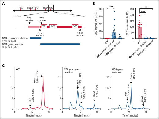 Deletion of the HBB promoter leads to increased expression of HBG and increased HbF in HUDEP-2 cells, whereas deletion of the HBB coding region does not significantly affect HBG expression. (A) The CRISPR-Cas9 sgRNA cut sites for the introduction of the HBB promoter deletion (above) and the HBB gene deletion (below). The promoter (pink bar) and gene (red bar) are indicated with the intron (IVS) locations provided. (B) HBG and HBB mRNA levels in WT HUDEP-2 clonally sorted (n = 12), HBB promoter deletion (n = 19), and HBB gene deletion clonal populations (n = 5) (mean plus or minus SEM). Significance was determined by a Mann-Whitney U test (**P < .01, ****P < .0001). (C) Hemoglobin protein levels as determined by HPLC for clonally sorted WT HUDEP-2 (n = 3), HBB promoter deletion (n = 3), and HBB gene deletion (n = 2), with peaks for HbF, HbA, HbA2, and free α-globin chains indicated by the arrows above the peaks. A mean trace is shown for each with mean percent value plus or minus SEM for each hemoglobin peak.