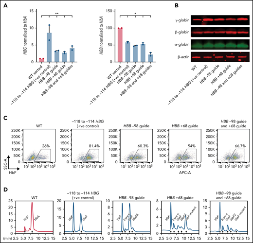 Deletion of the HBB promoter leads to increased expression of HBG and increased HbF in CD34+ HSPCs. (A) HBB and HBG mRNA levels measured by qPCR in indicated sgRNA/s combination edited erythroid cells derived from CD34+ cells (n = 2) (mean plus or minus SEM). (B) Western blot analysis of γ-globin, β-globin, and α-globin and β-actin at day 15 differentiated erythroid cells derived from indicated sgRNA/s combination edited CD34+ cells. (C) Representative flow cytometric analysis of day 15 erythroid cells derived from indicated sgRNA/s combination edited CD34 cells stained with anti-HbF antibody. (D) Hemoglobin protein levels as determined by HPLC for day 15 erythroid cells derived from indicated sgRNA/s combination edited CD34+ cells. Peaks for each hemoglobin types or variants are indicated by the arrows above the peaks. SSC-A, flow cytometry side scatter.