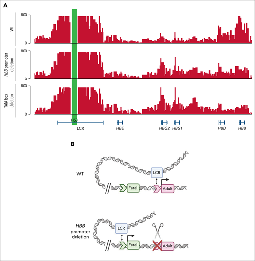 Deletion of the HBB promoter or disruption of the TATA box alters association of globin genes with the LCR. (A) Capture-C profiles of HS3 in clonal populations of WT HUDEP-2 cells (n = 2), HBB promoter deletion cells (n = 2), and TATA box mutation cells (n = 2). The positions of the β-globin locus genes are indicated below the profiles. (B) Proposed model of the molecular mechanism underlying the reversal of globin switching following the removal or disruption of the HBB promoter. In WT adult erythroid cells, the LCR loops to the HBB gene and promotes the expression of the HBB gene. When the promoter is unavailable to the LCR, the LCR loops to the promoter of another β-like globin gene, most commonly the HBG gene, and promotes expression. Created with BioRender.com.